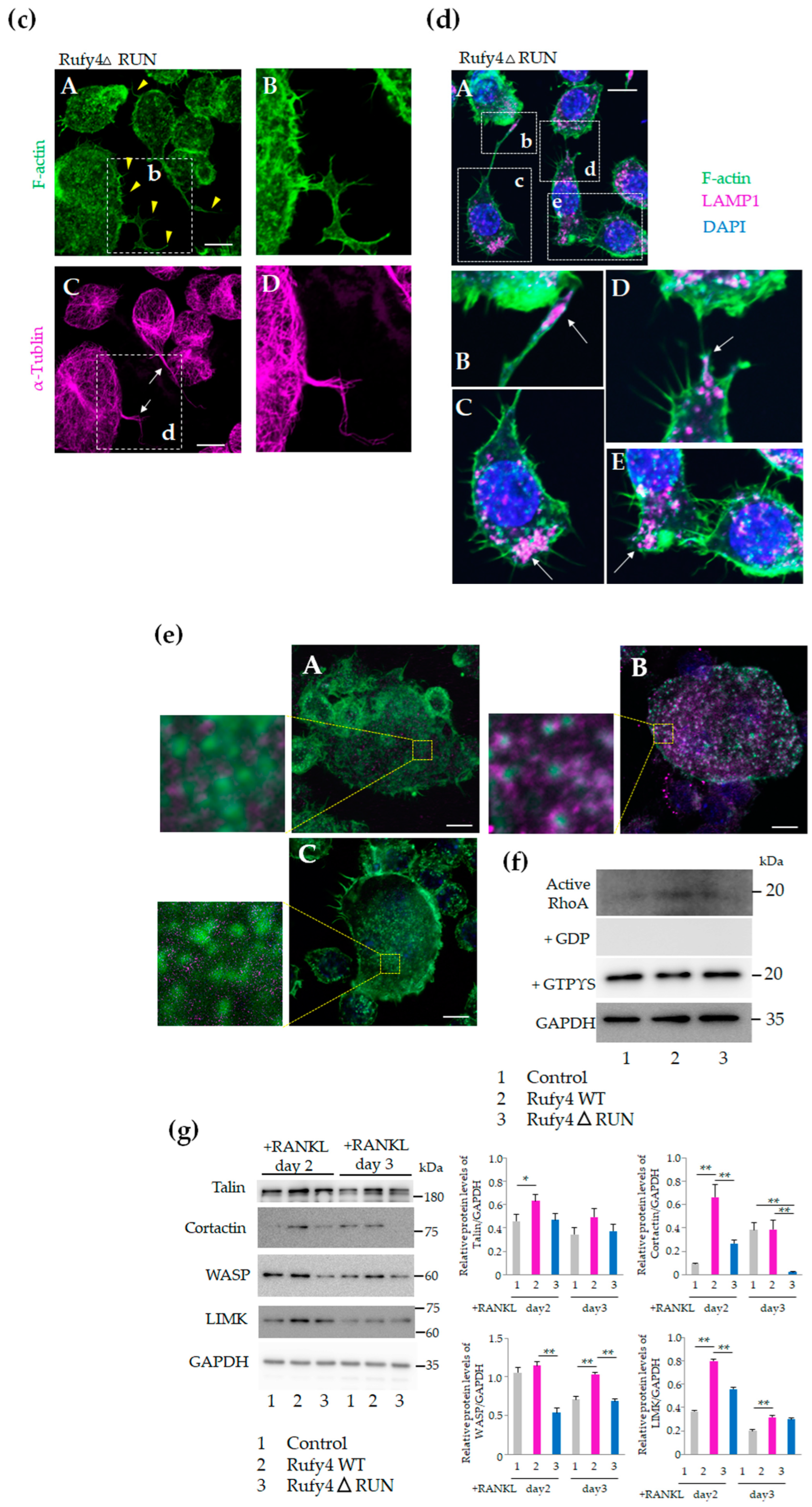 Cells 13 01766 g006b