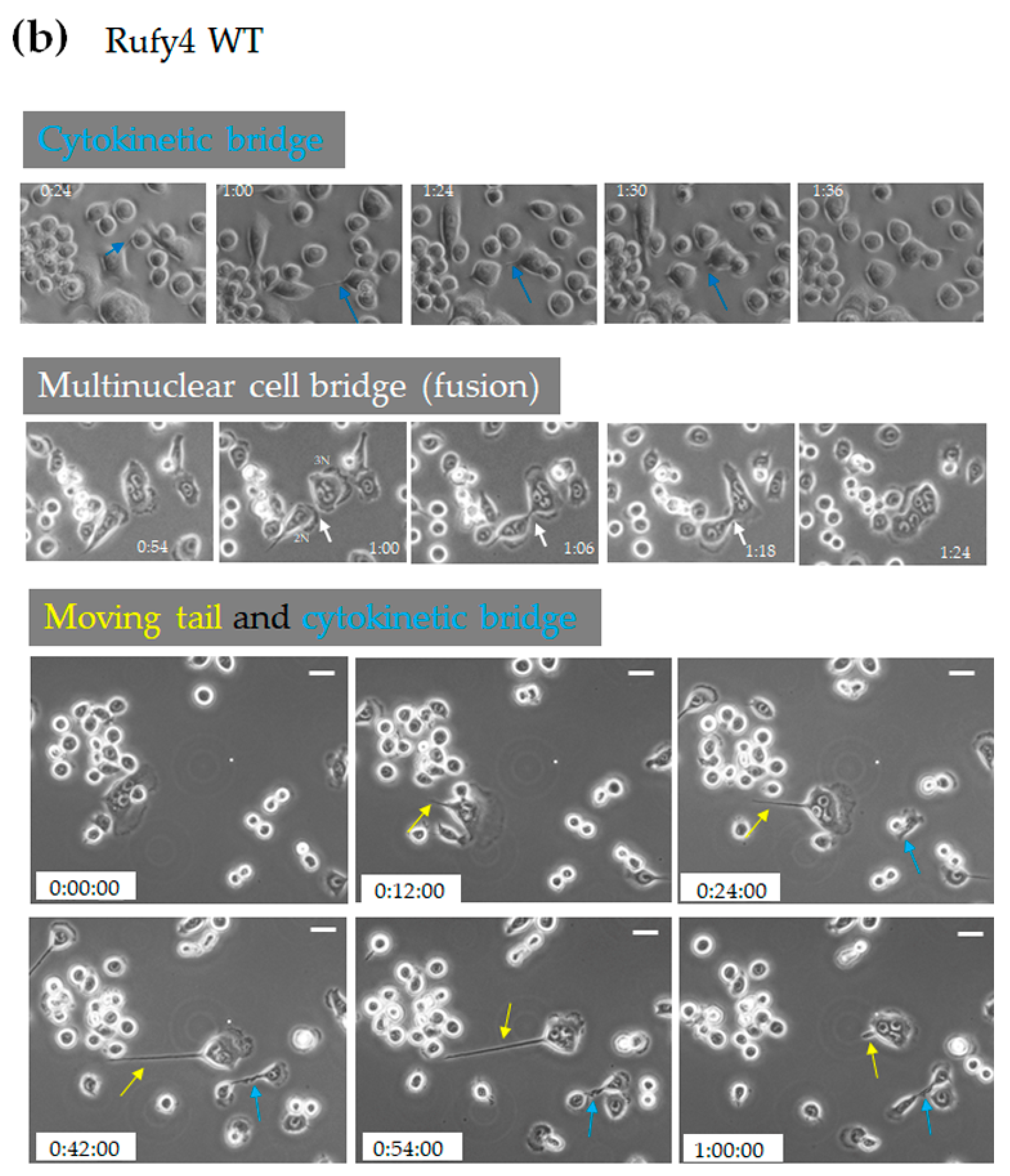 Cells 13 01766 g007b