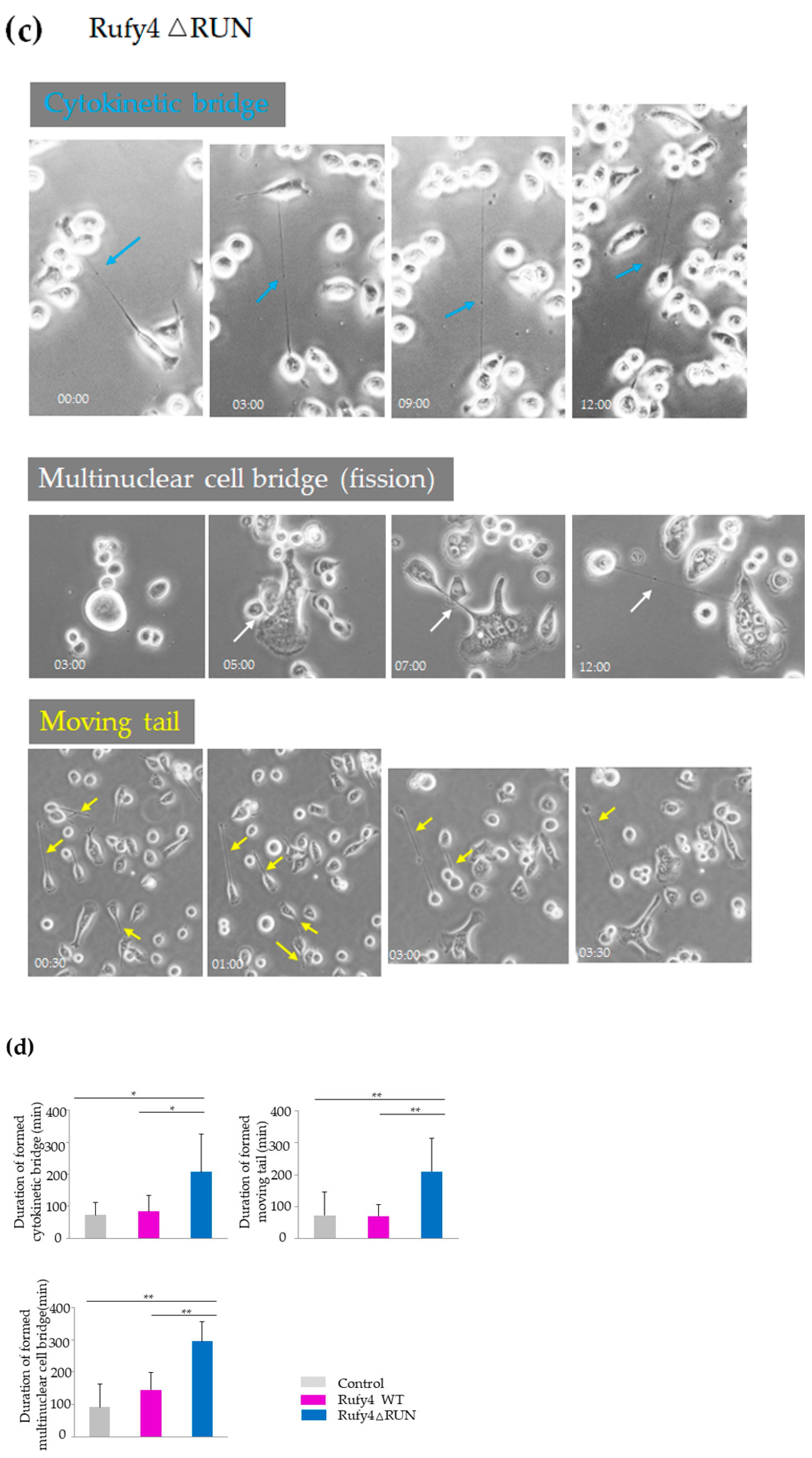 Cells 13 01766 g007c