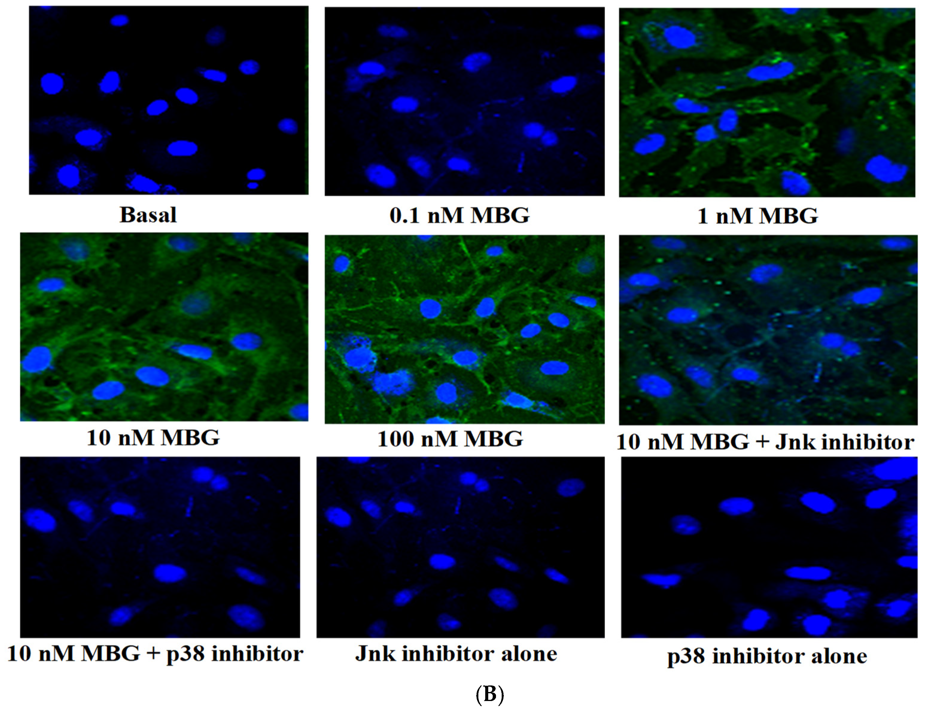 Cells 13 01800 g005b