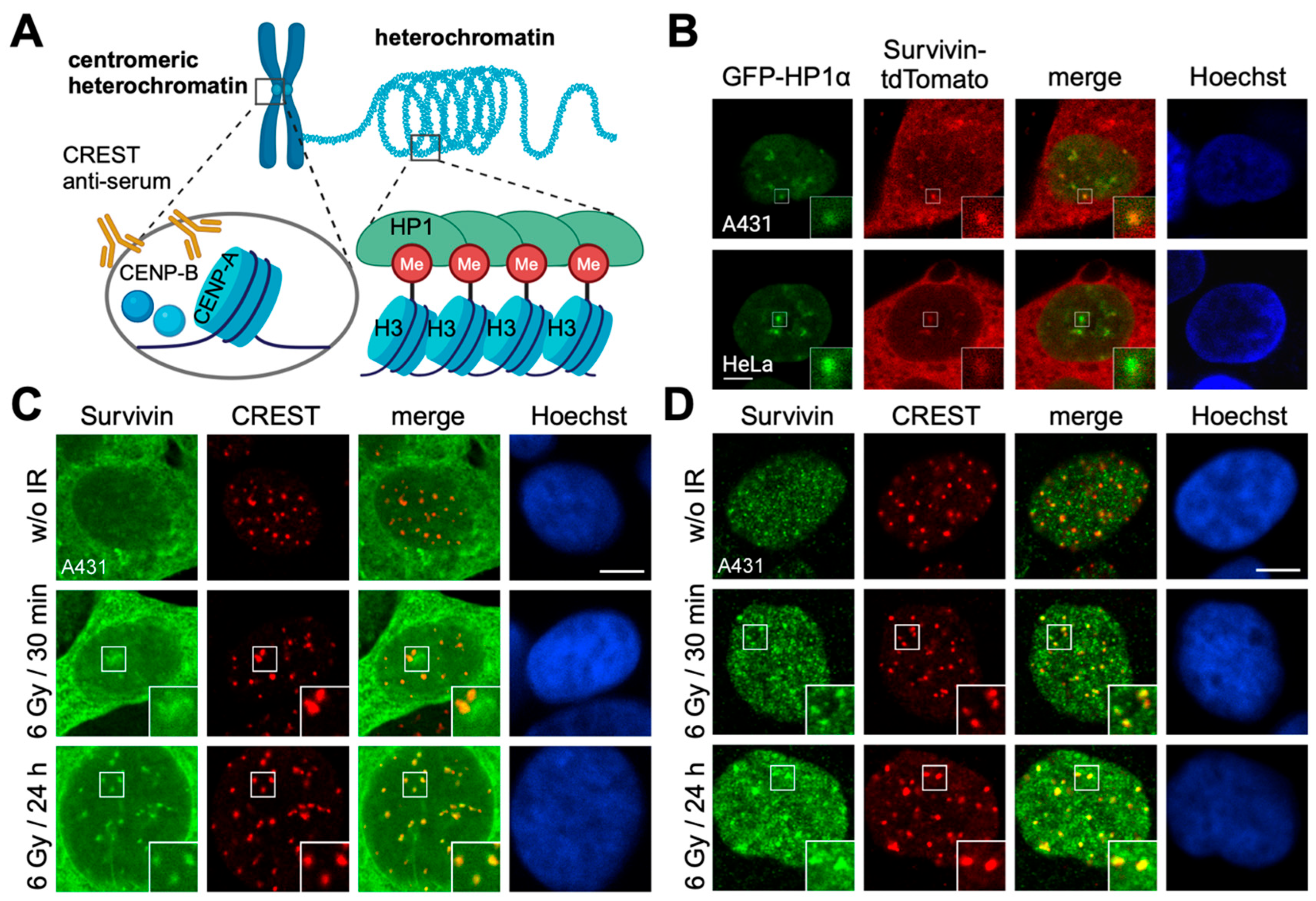 Cells 13 01804 g002
