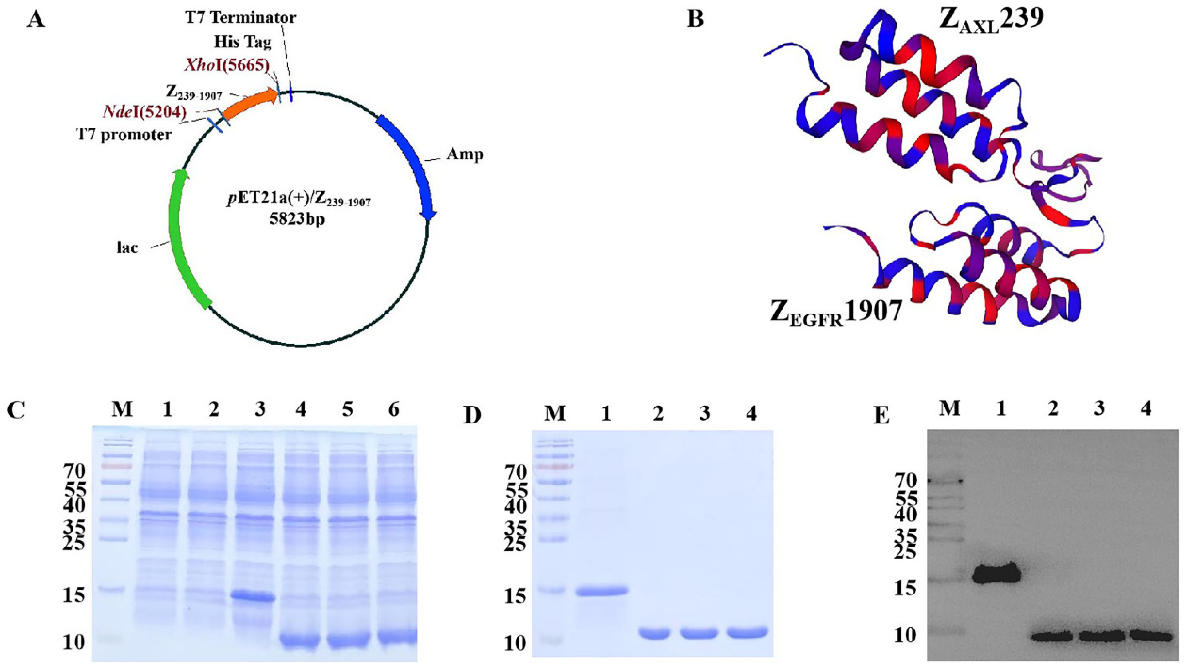 Cells 13 01823 g001 Cells 13 01823 g001