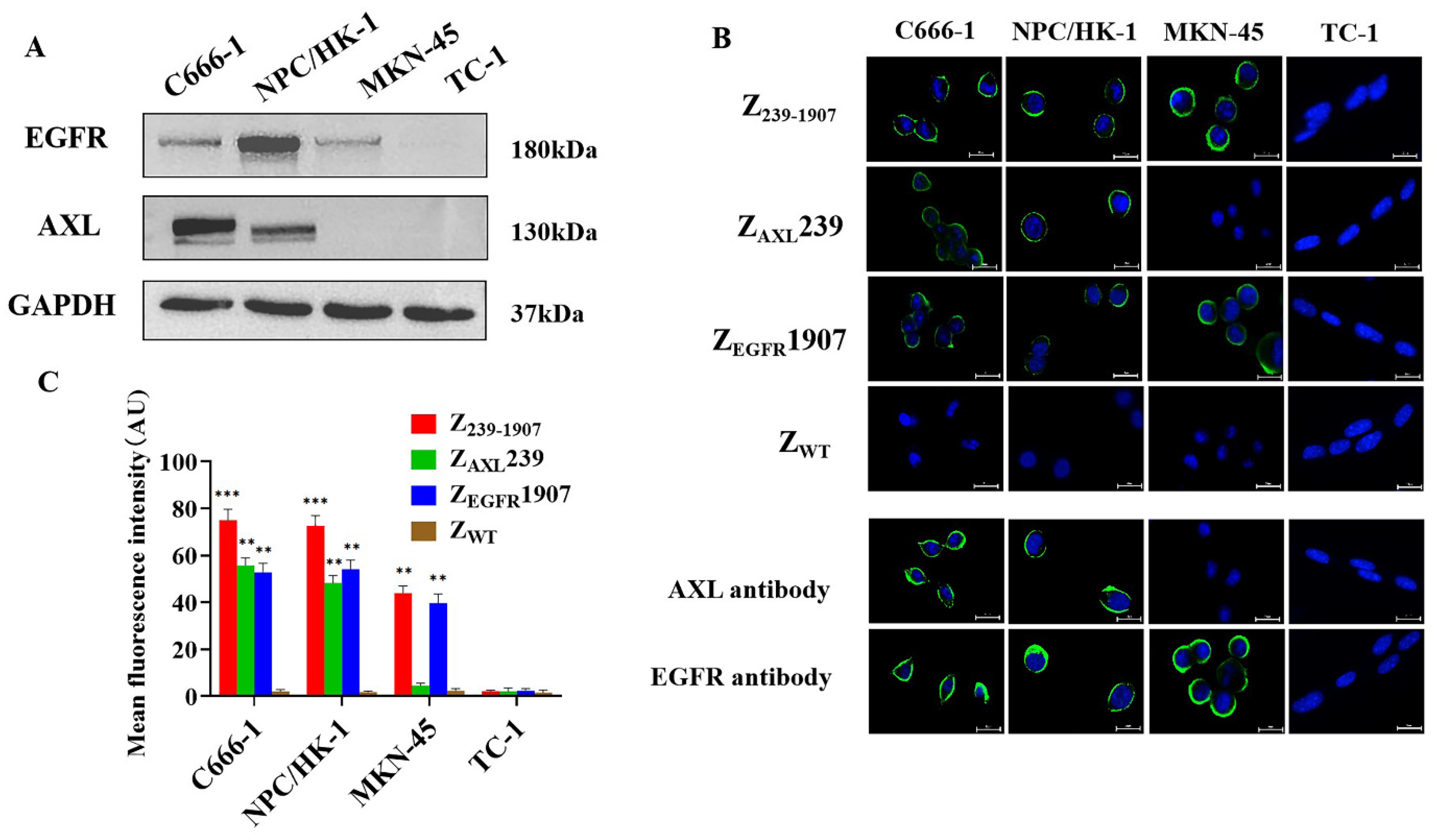 Cells 13 01823 g003 Cells 13 01823 g003