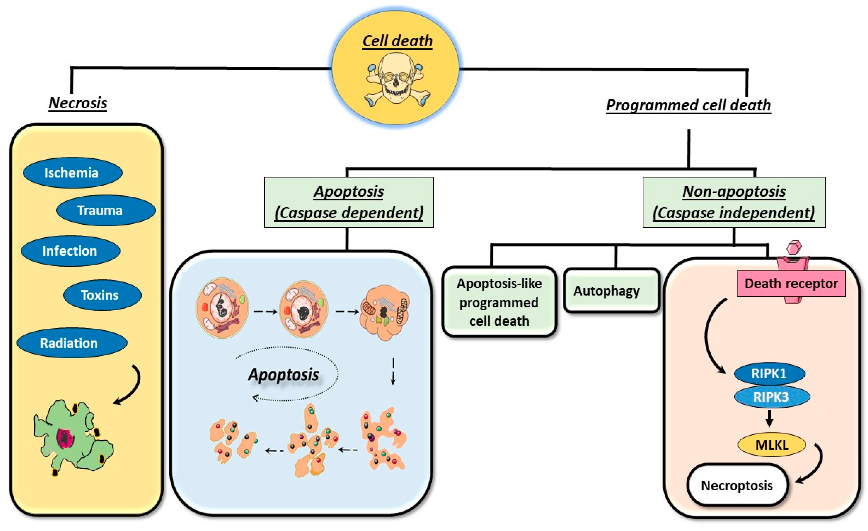 Apoptosis: A Comprehensive Overview of Signaling Pathways ...