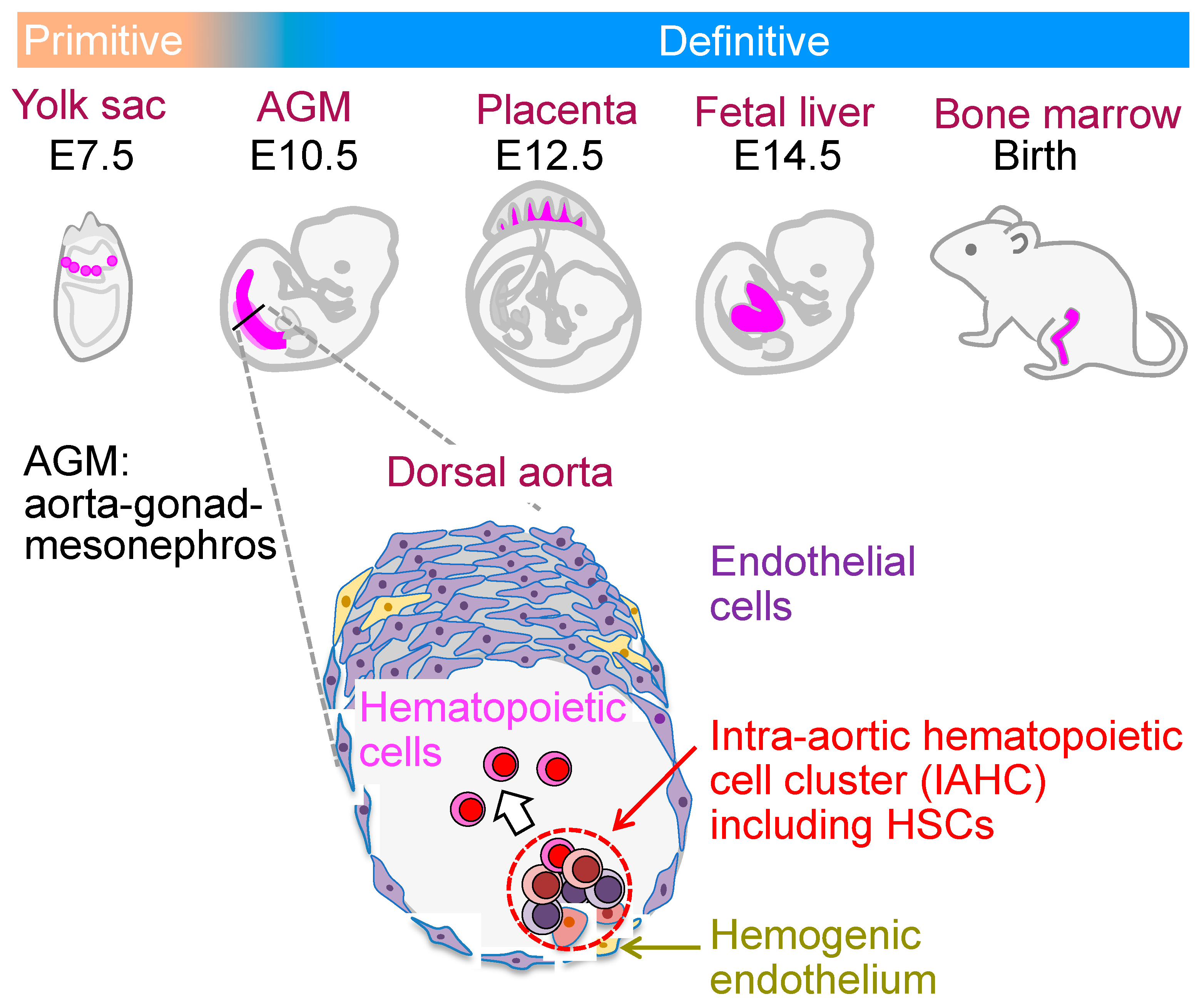 Cells 13 01840 g001 Cells 13 01840 g001