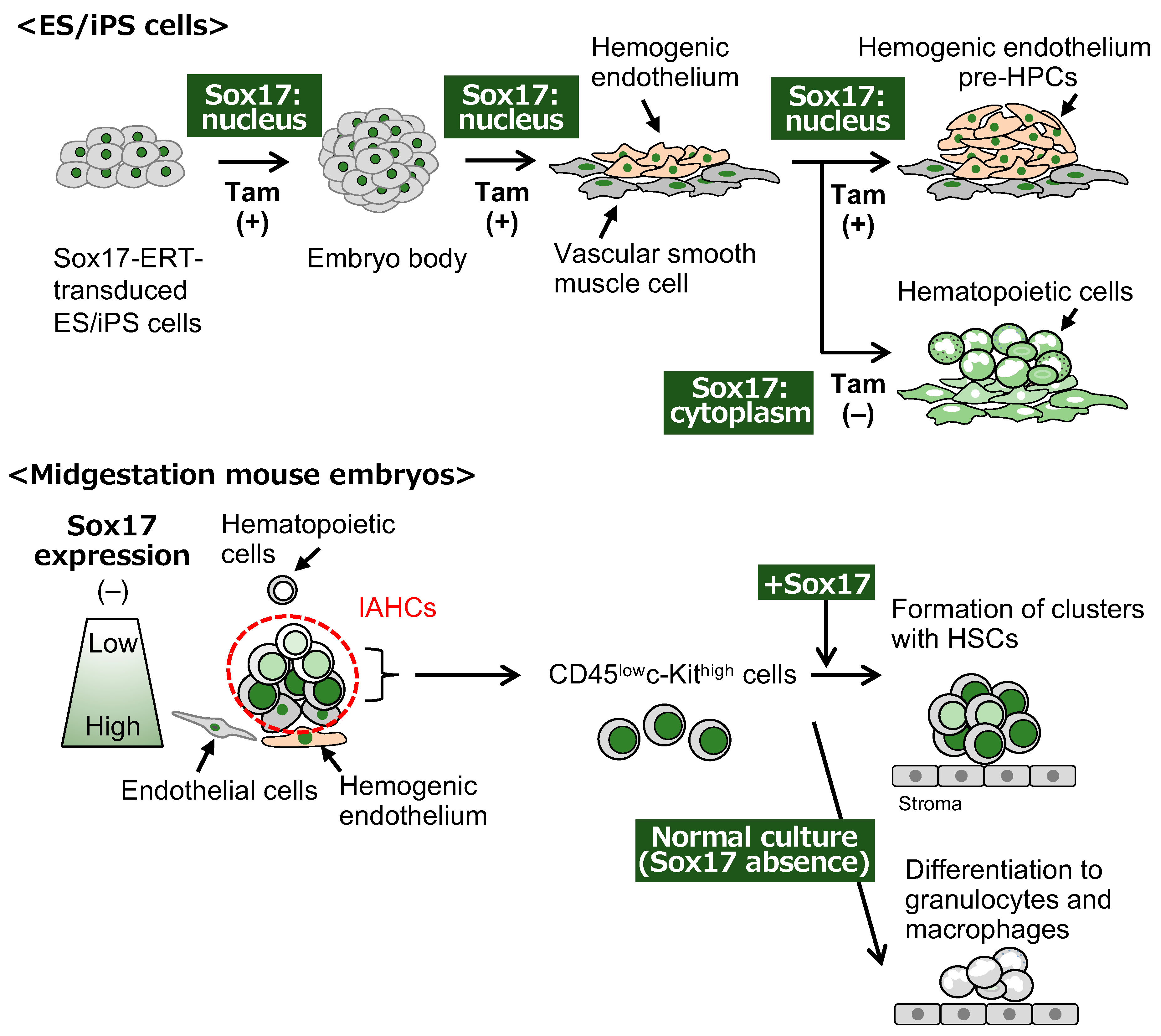 Cells 13 01840 g002 Cells 13 01840 g002
