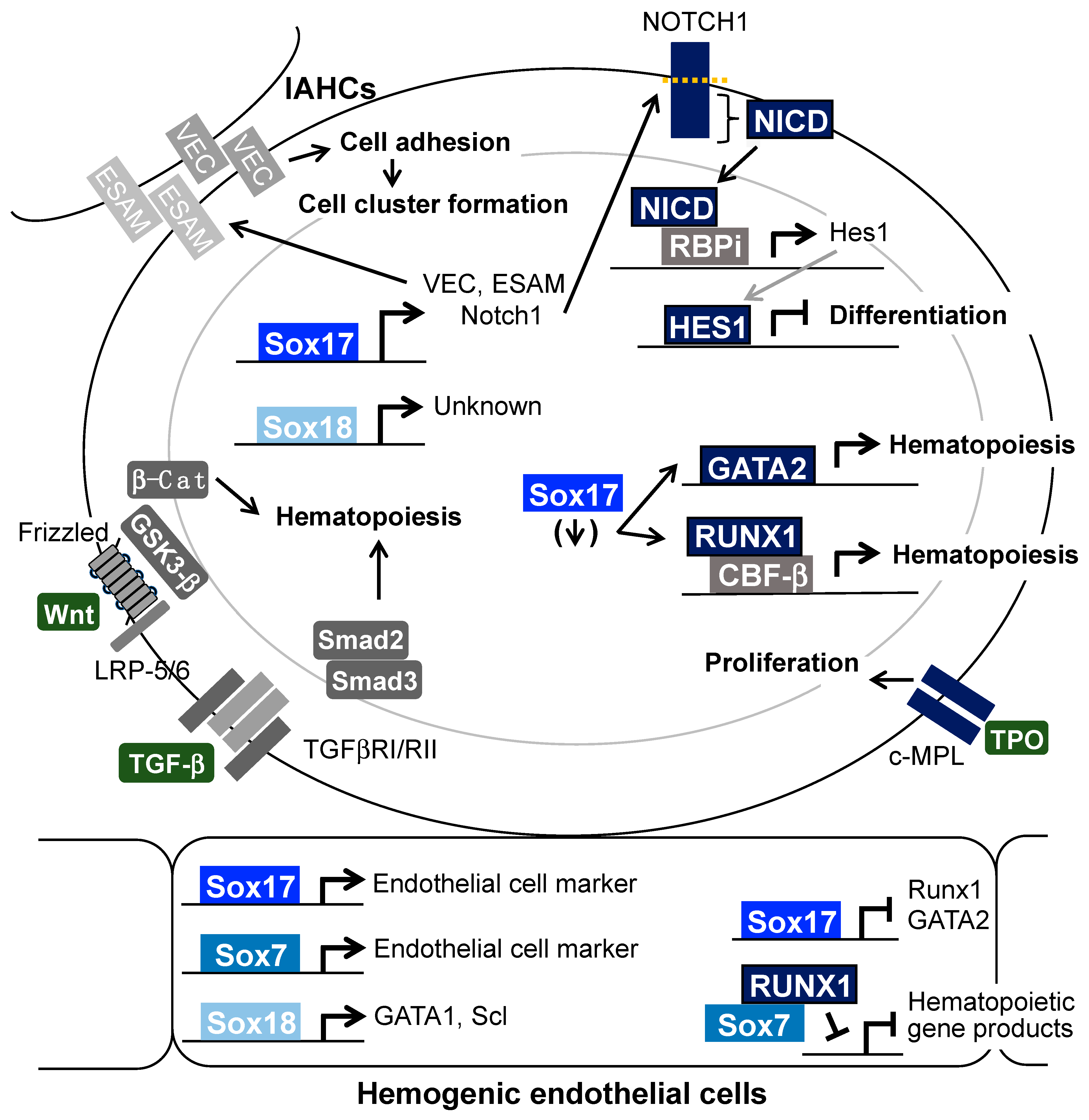 Cells 13 01840 g003 Cells 13 01840 g003