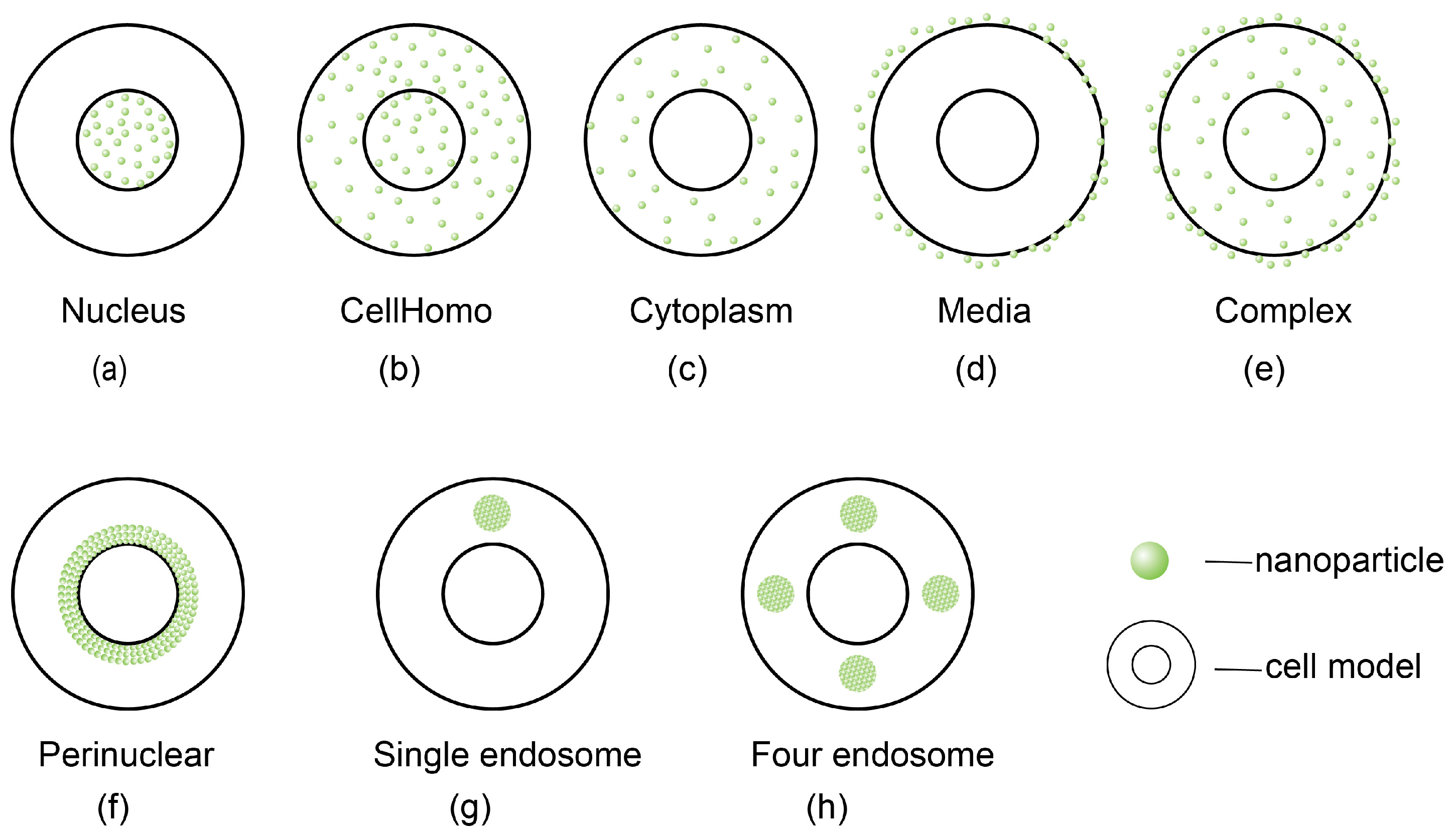 Cells 13 01841 g004 Cells 13 01841 g004