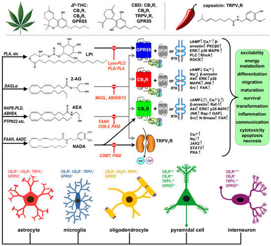 Cannabis, Endocannabinoids and Brain Development: From Embryogenesis to ...
