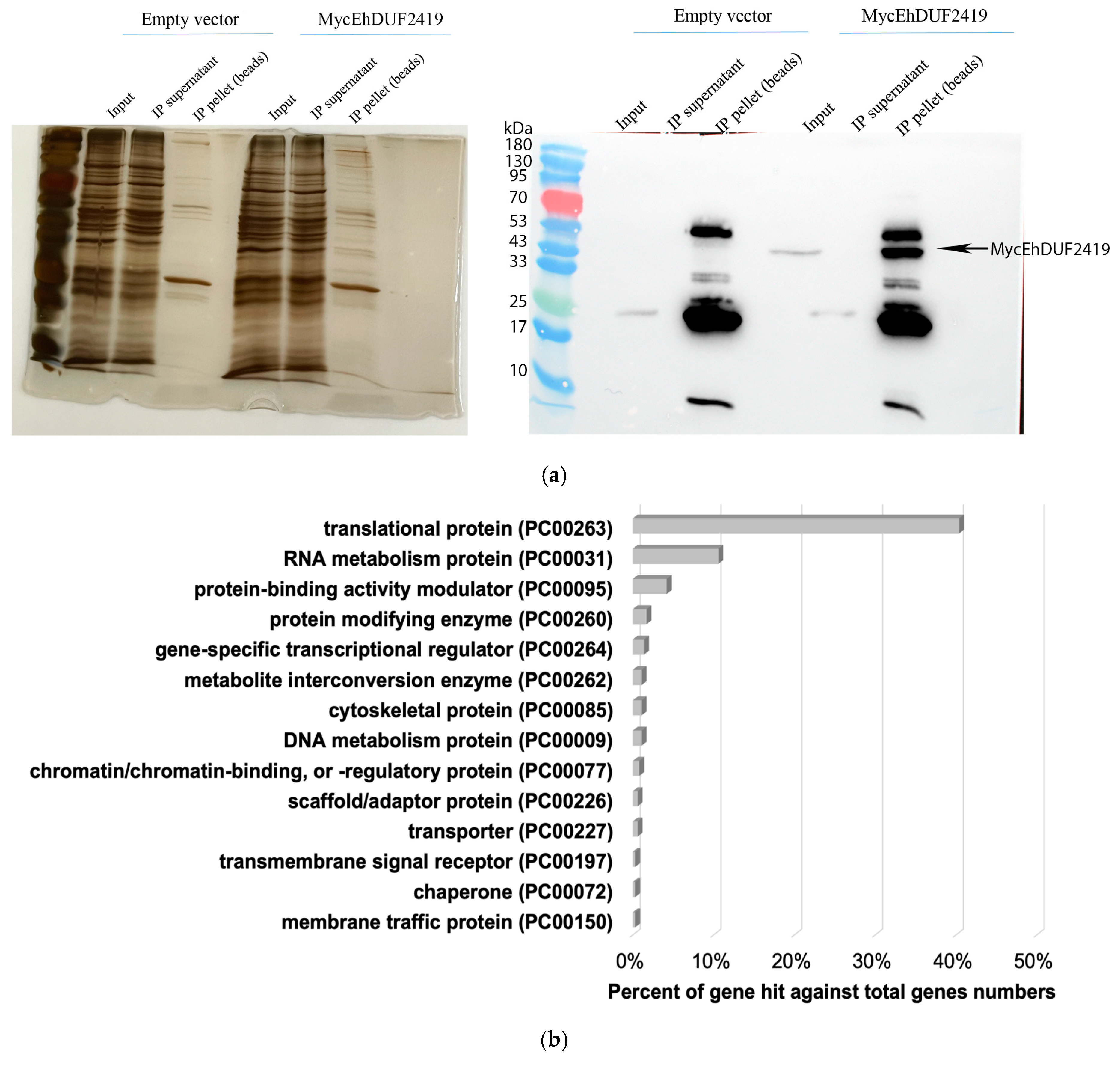 Cells 13 01900 g002a