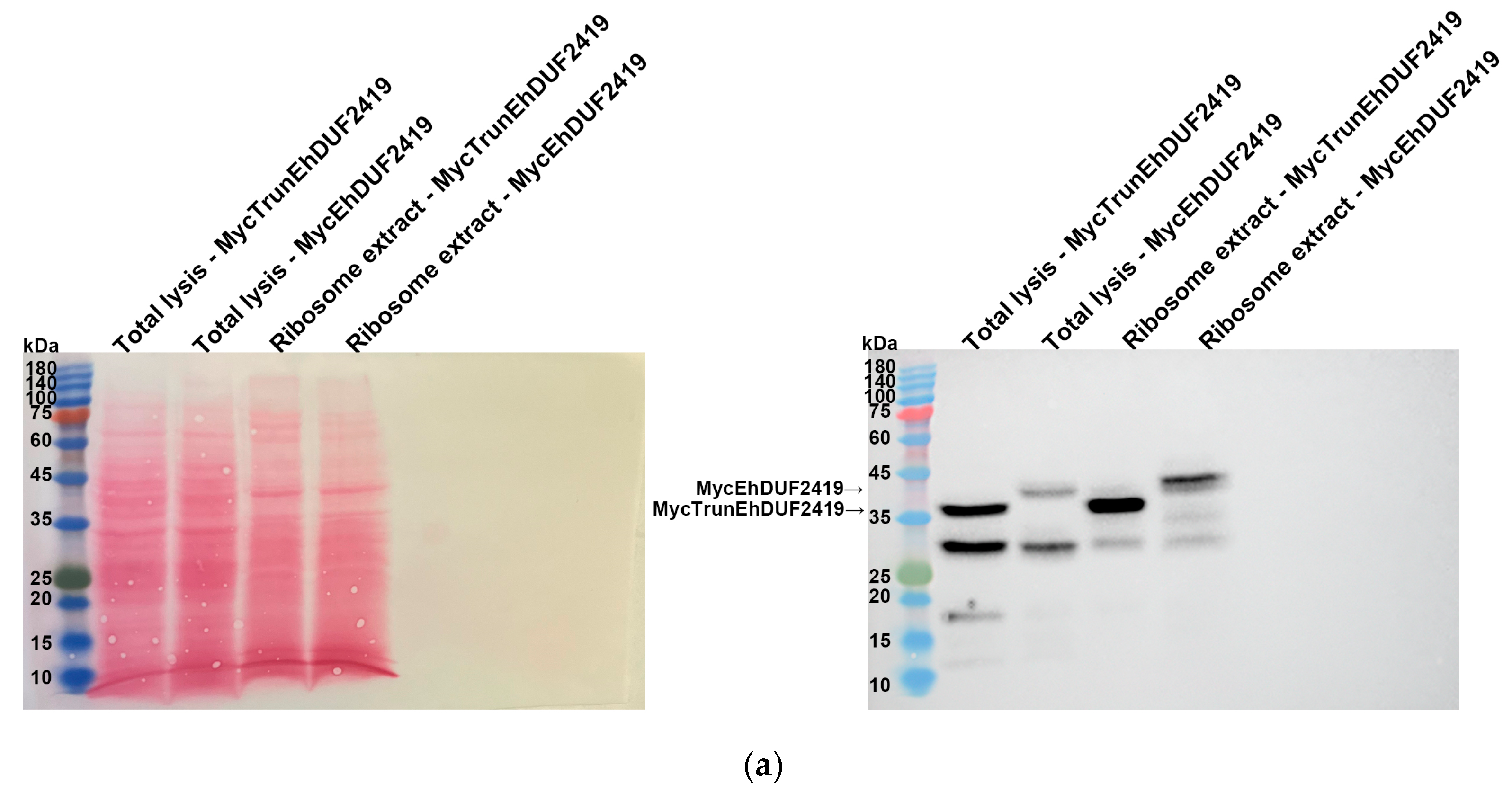 Cells 13 01900 g006a