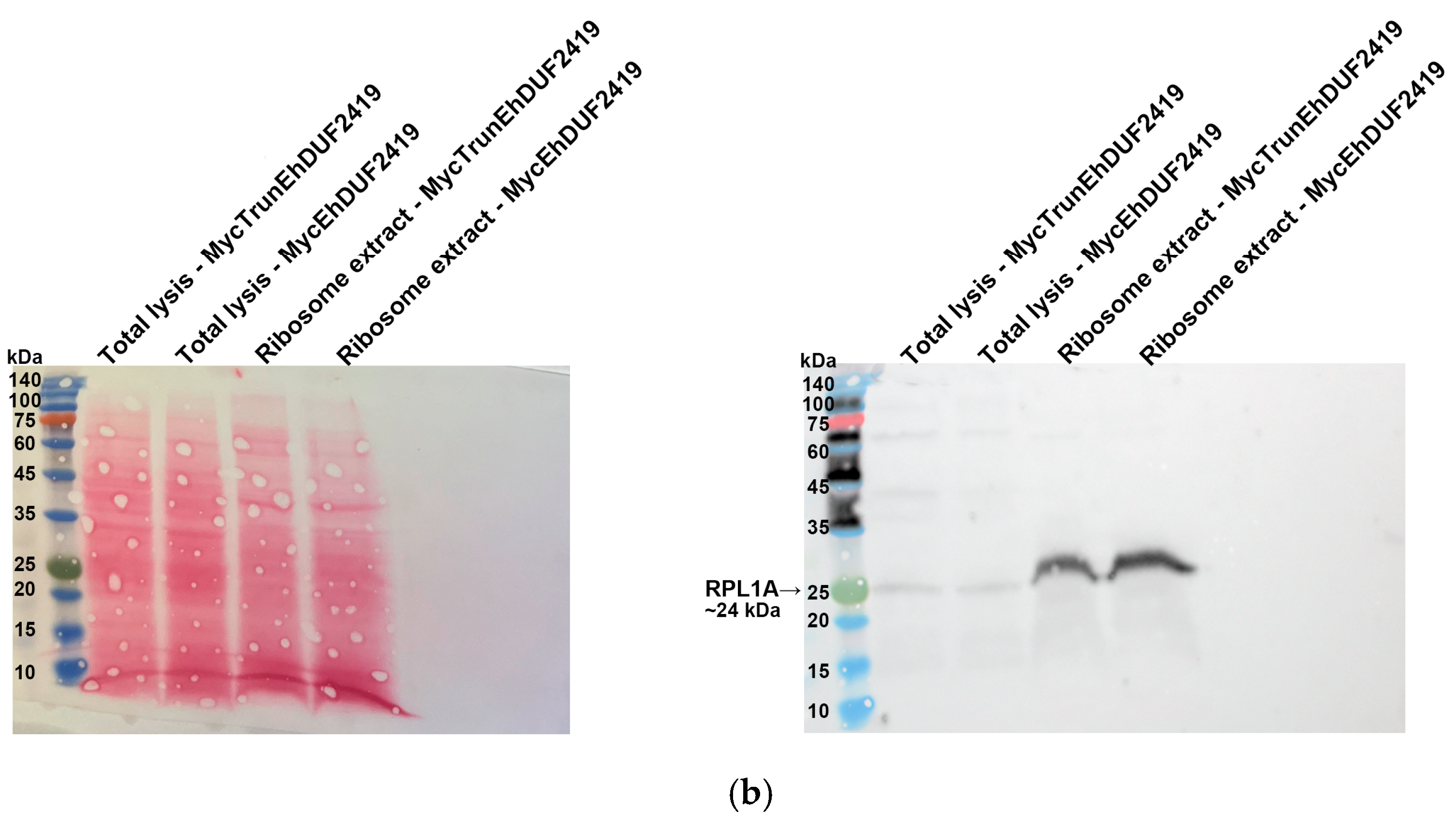 Cells 13 01900 g006b