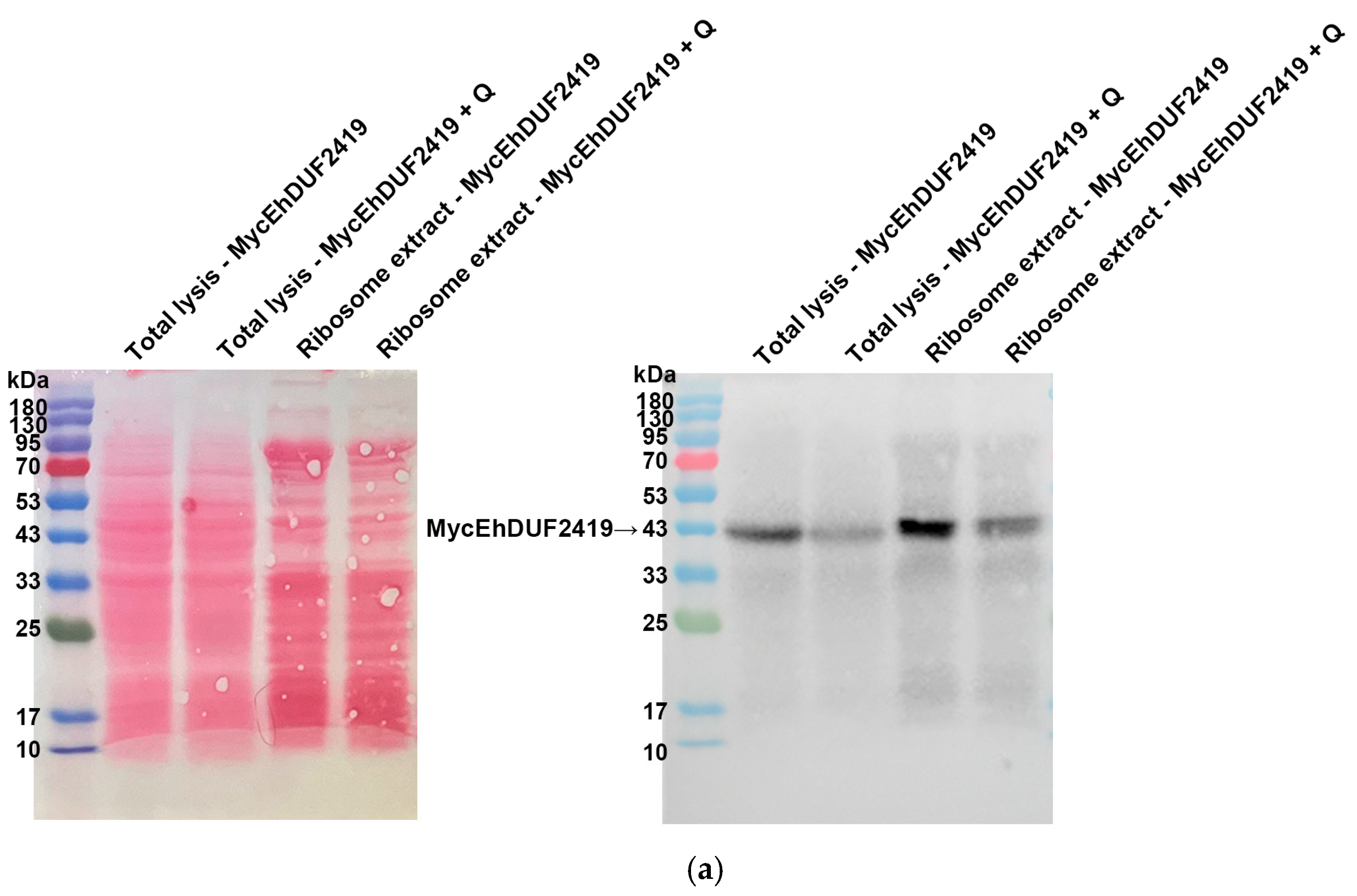 Cells 13 01900 g008a