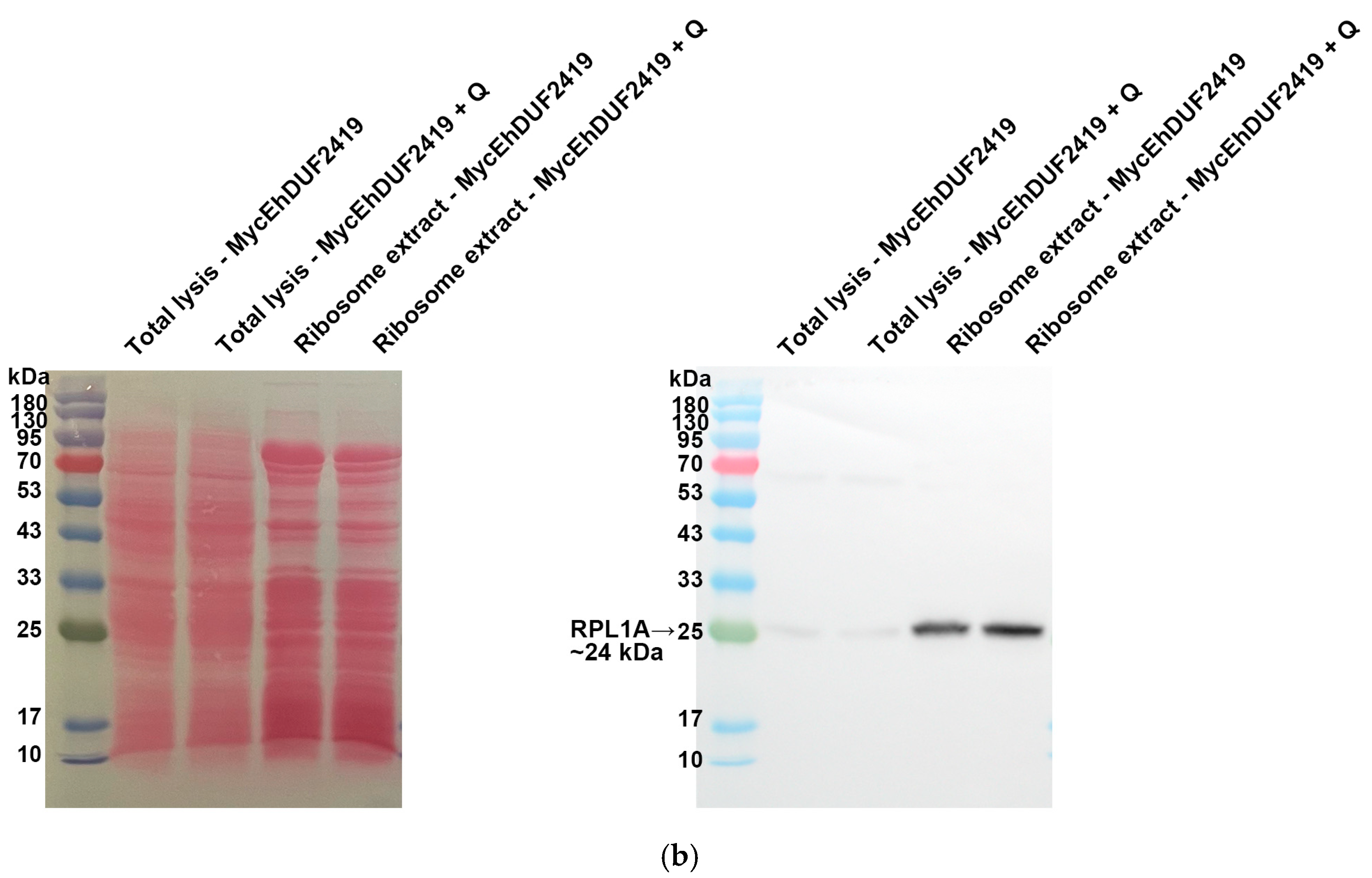 Cells 13 01900 g008b