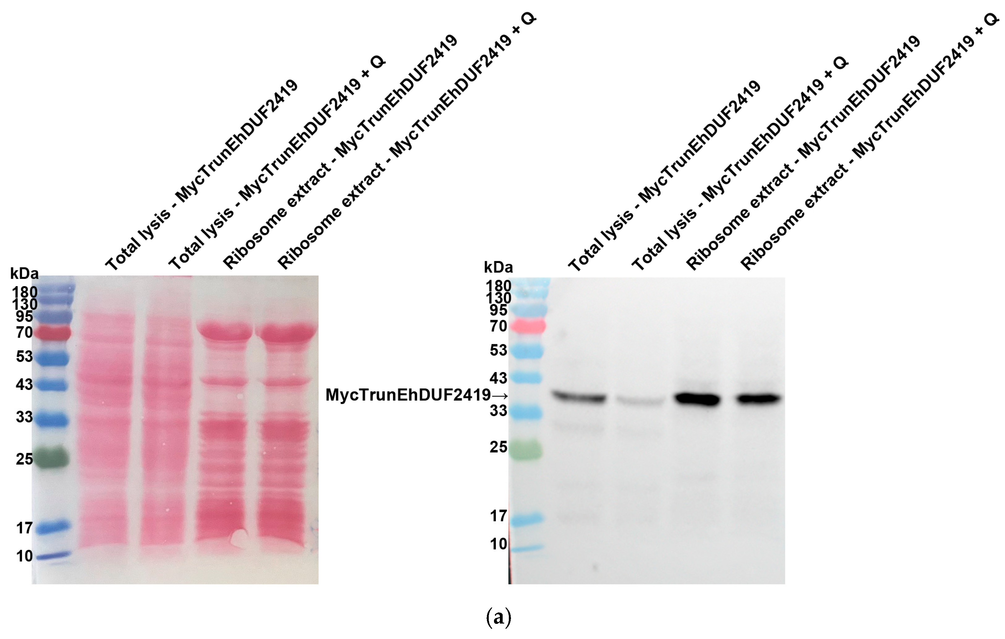 Cells 13 01900 g009a