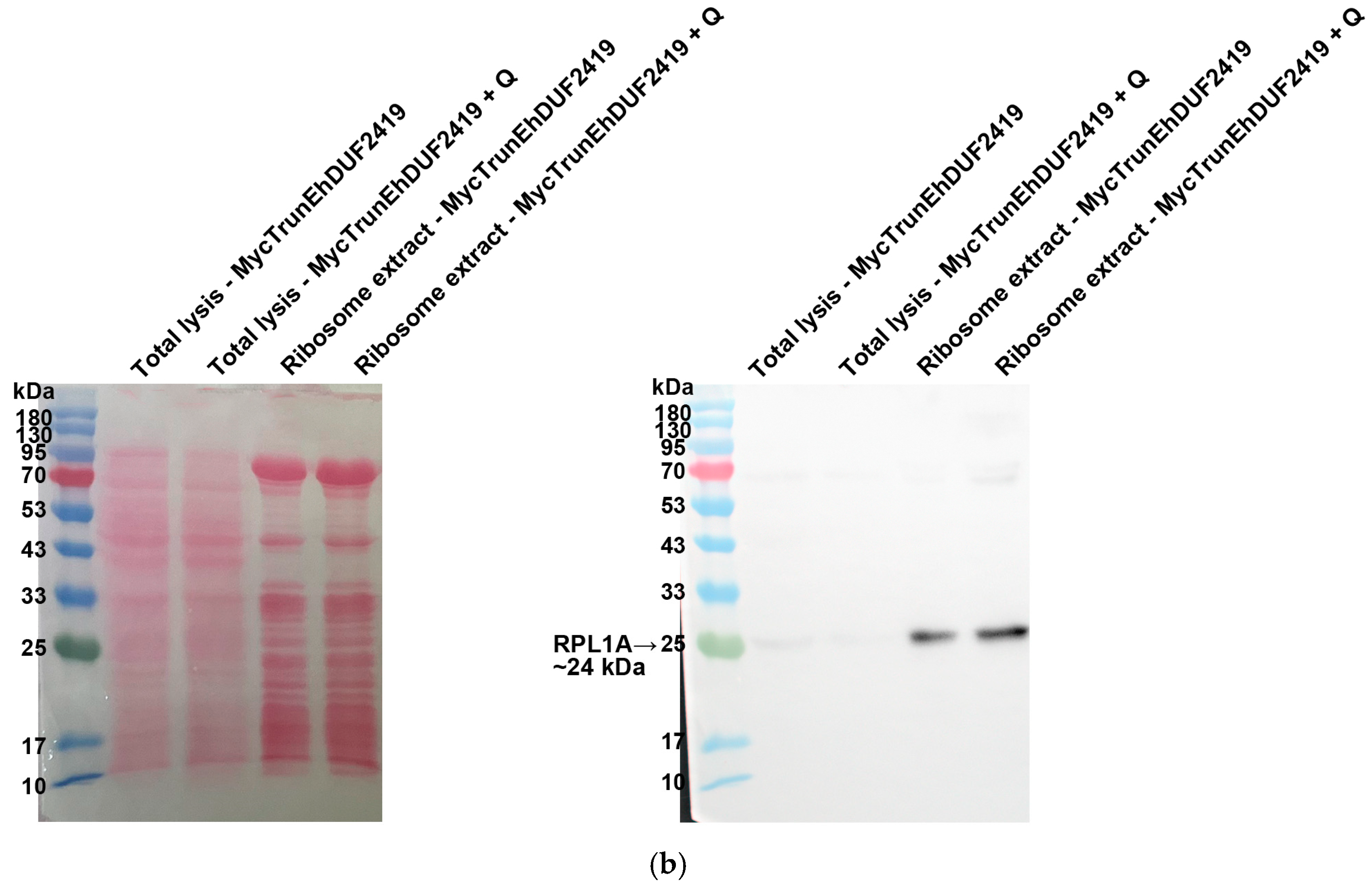 Cells 13 01900 g009b