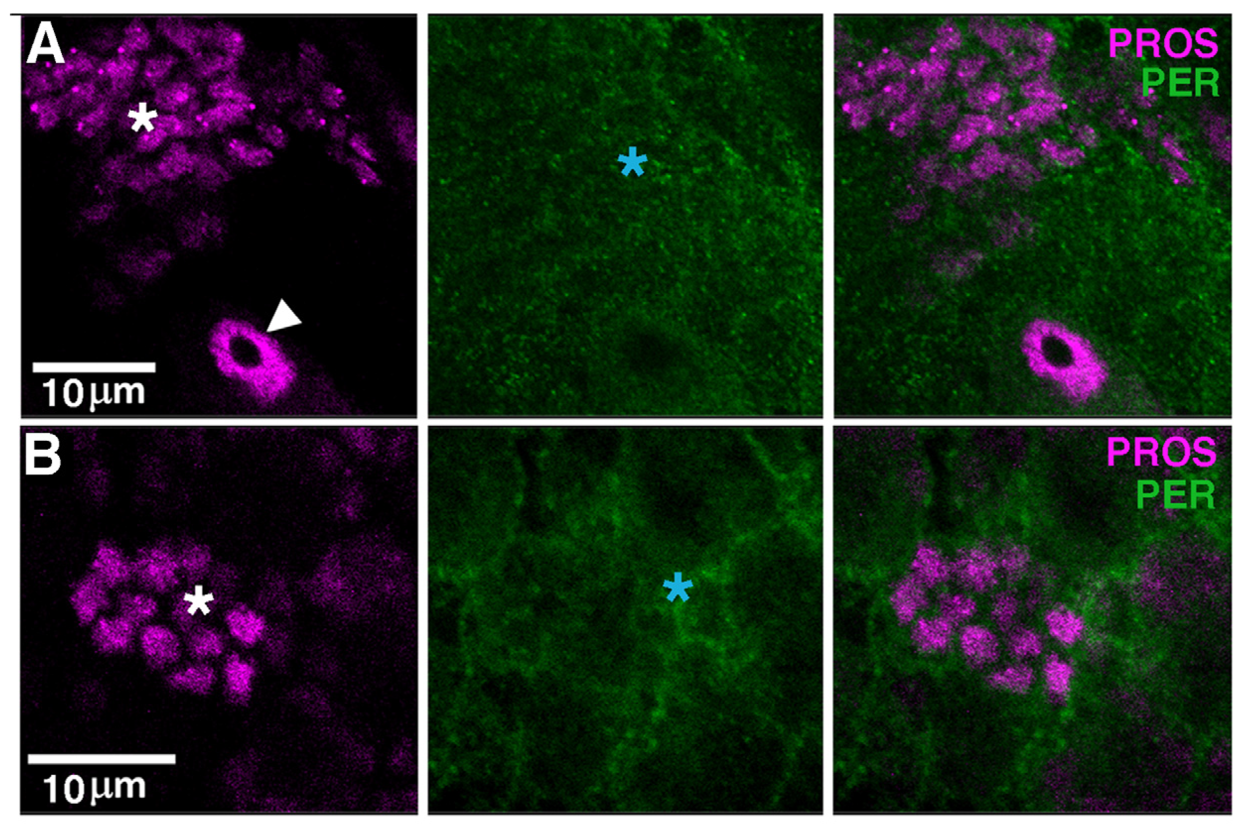 Cells 13 01944 g004a