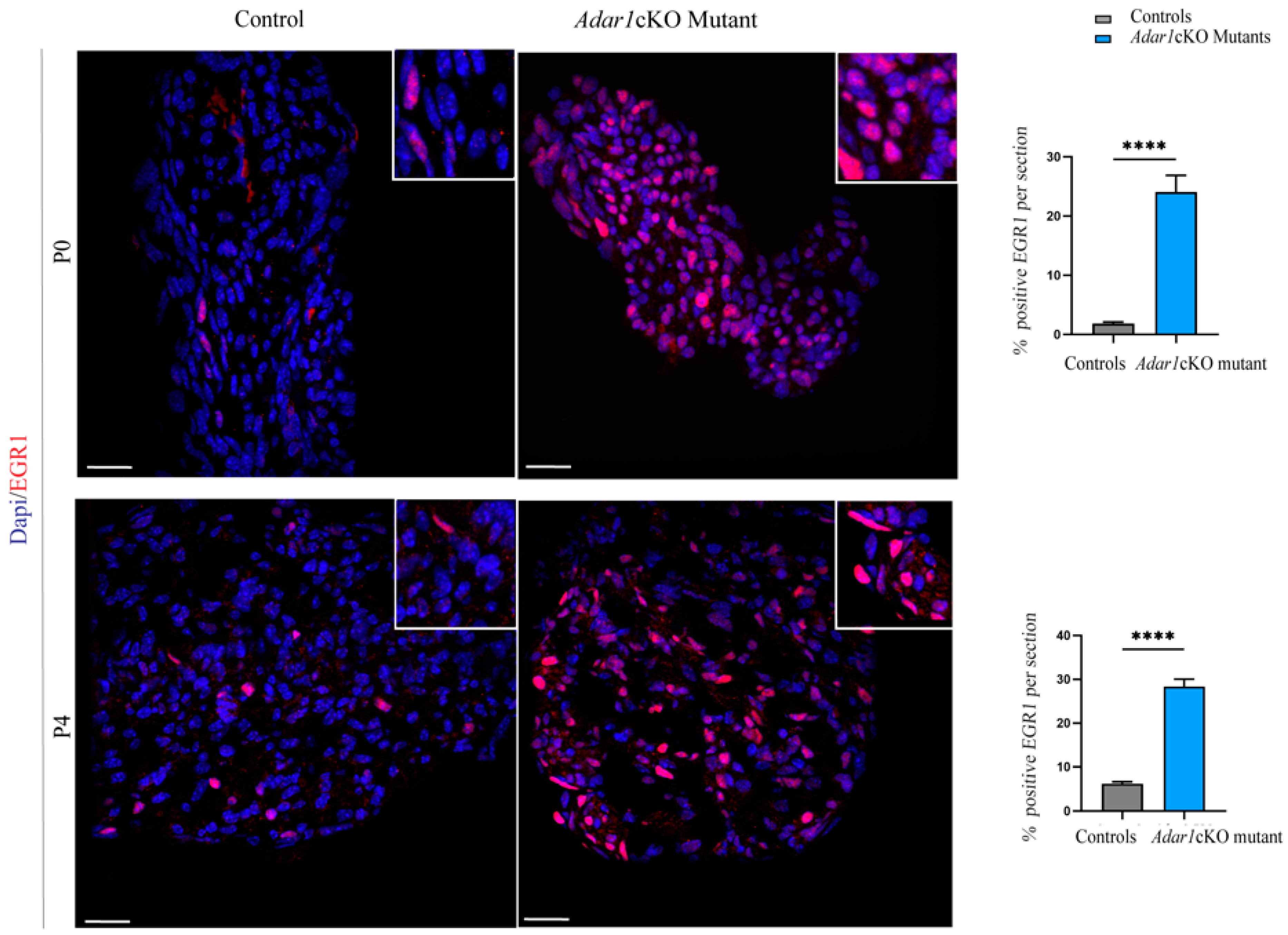 Cells 13 01952 g003