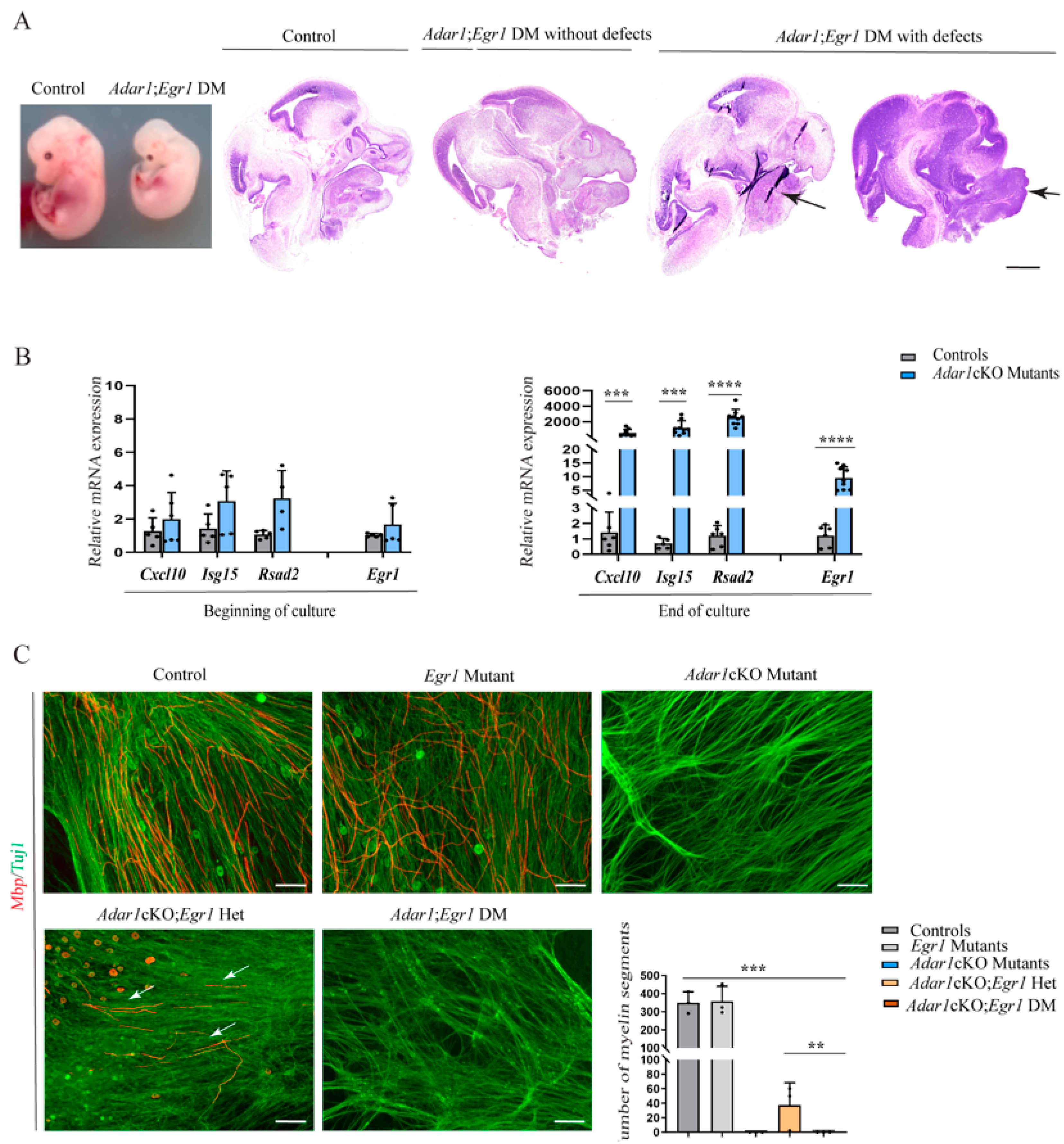 Cells 13 01952 g006