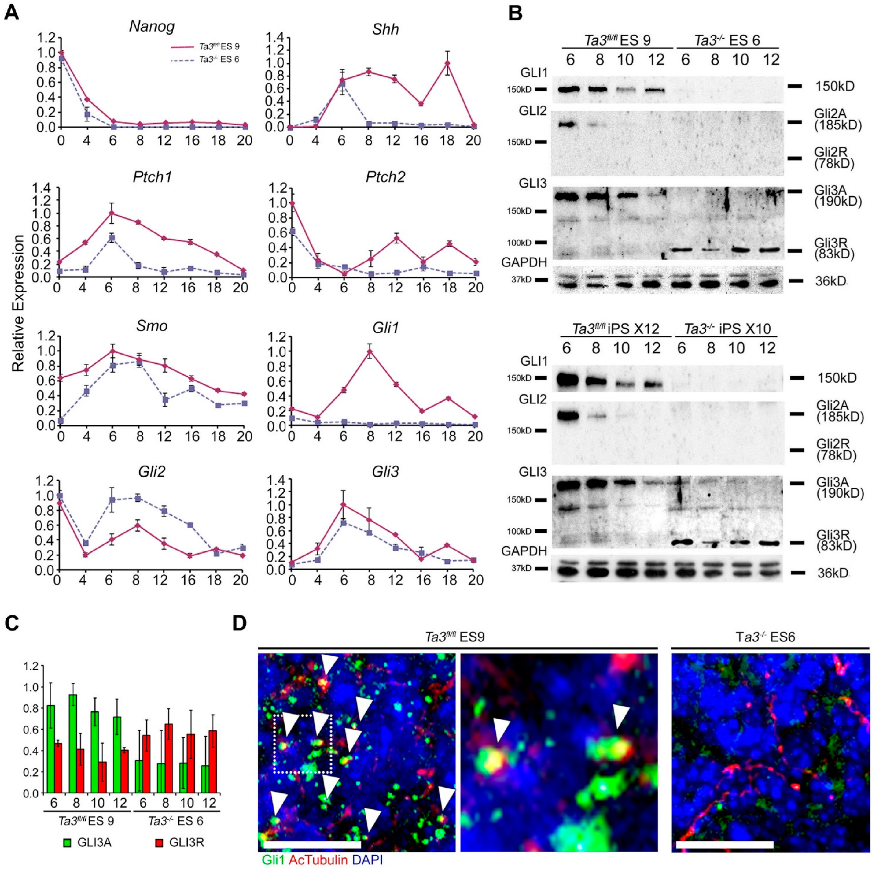 Cells 13 01957 g006 Cells 13 01957 g006