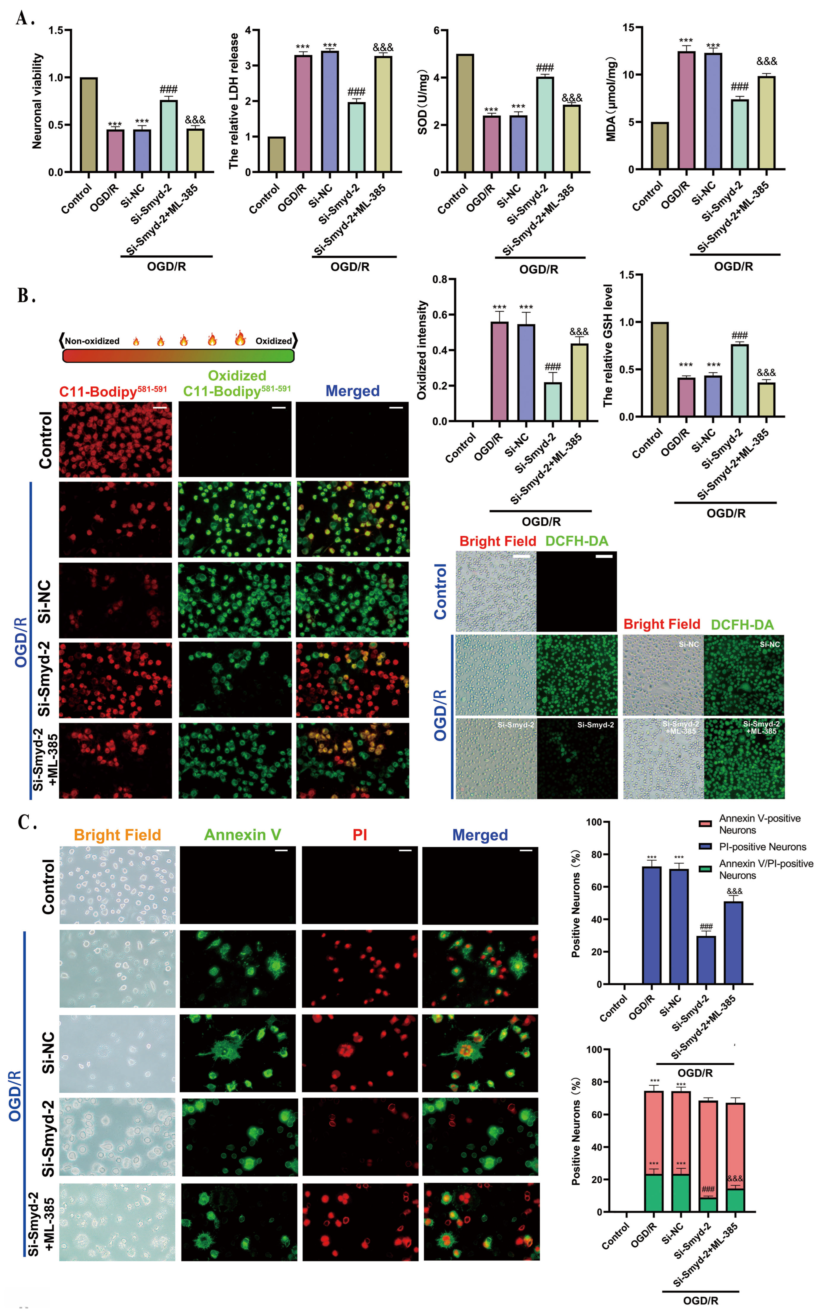 Cells 13 01969 g007a