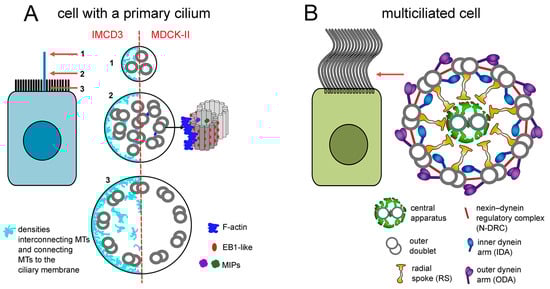 Cells 13 01974 g001