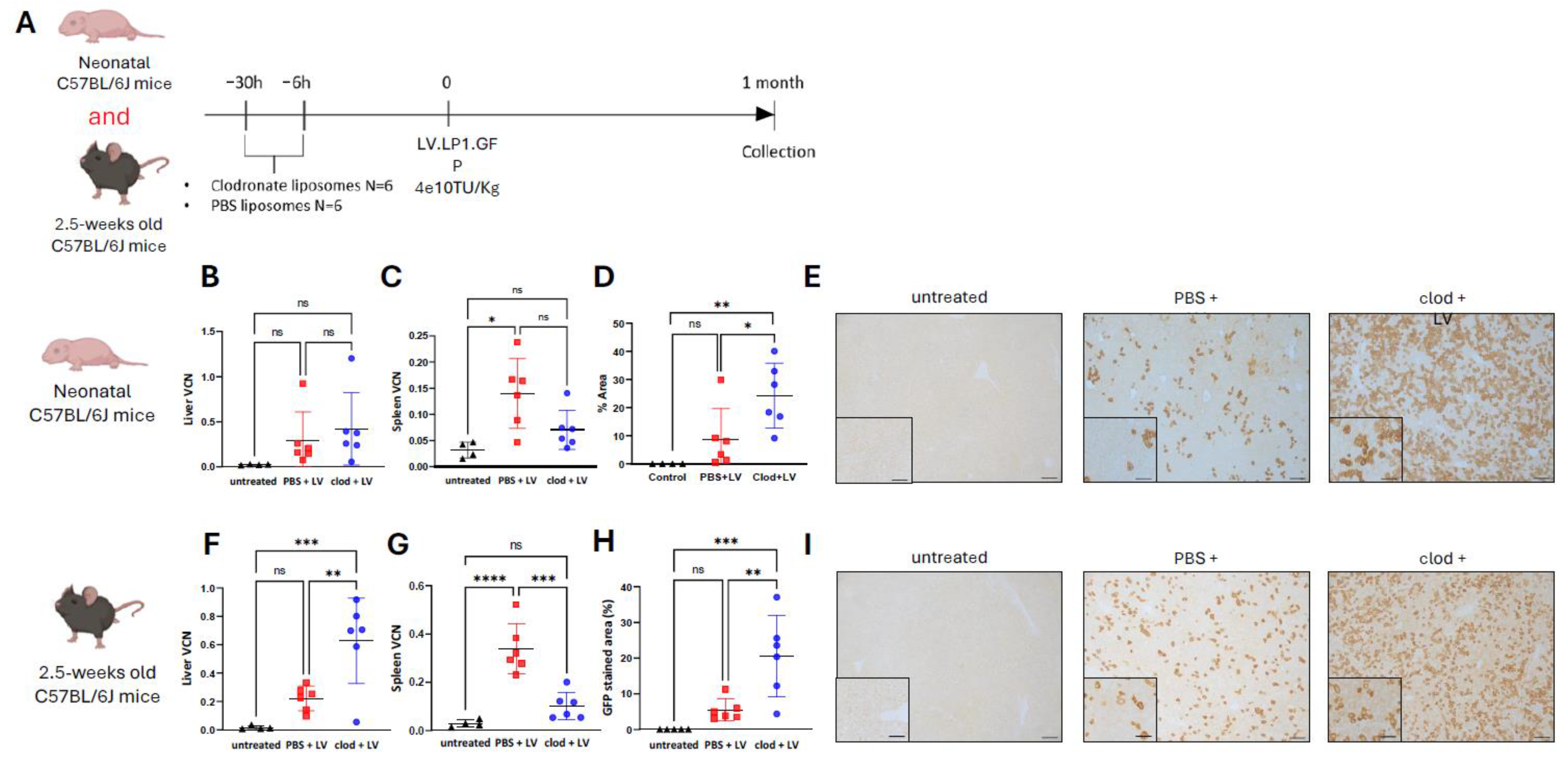 Cells 13 01979 g003 Cells 13 01979 g003