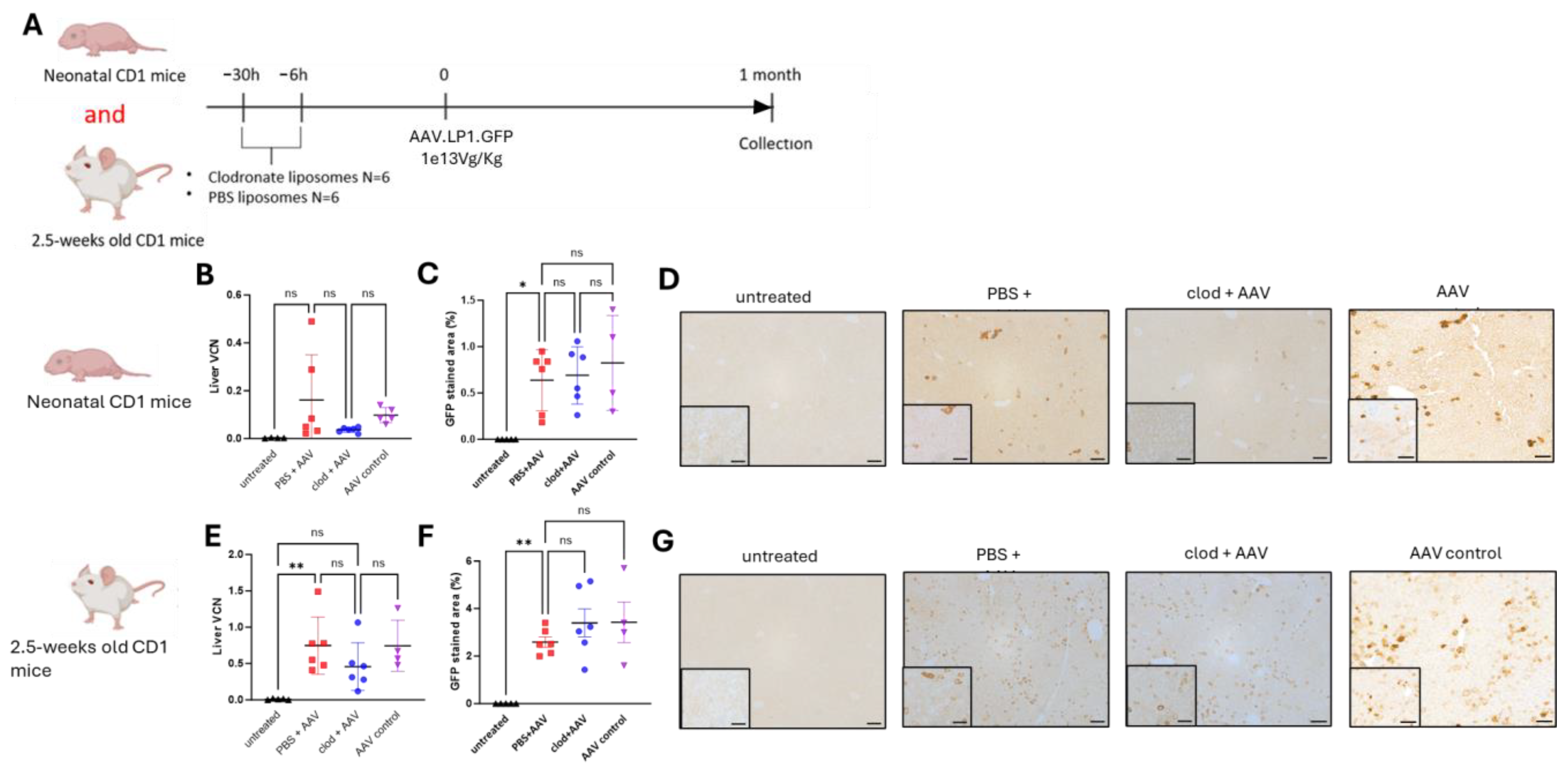 Cells 13 01979 g004 Cells 13 01979 g004