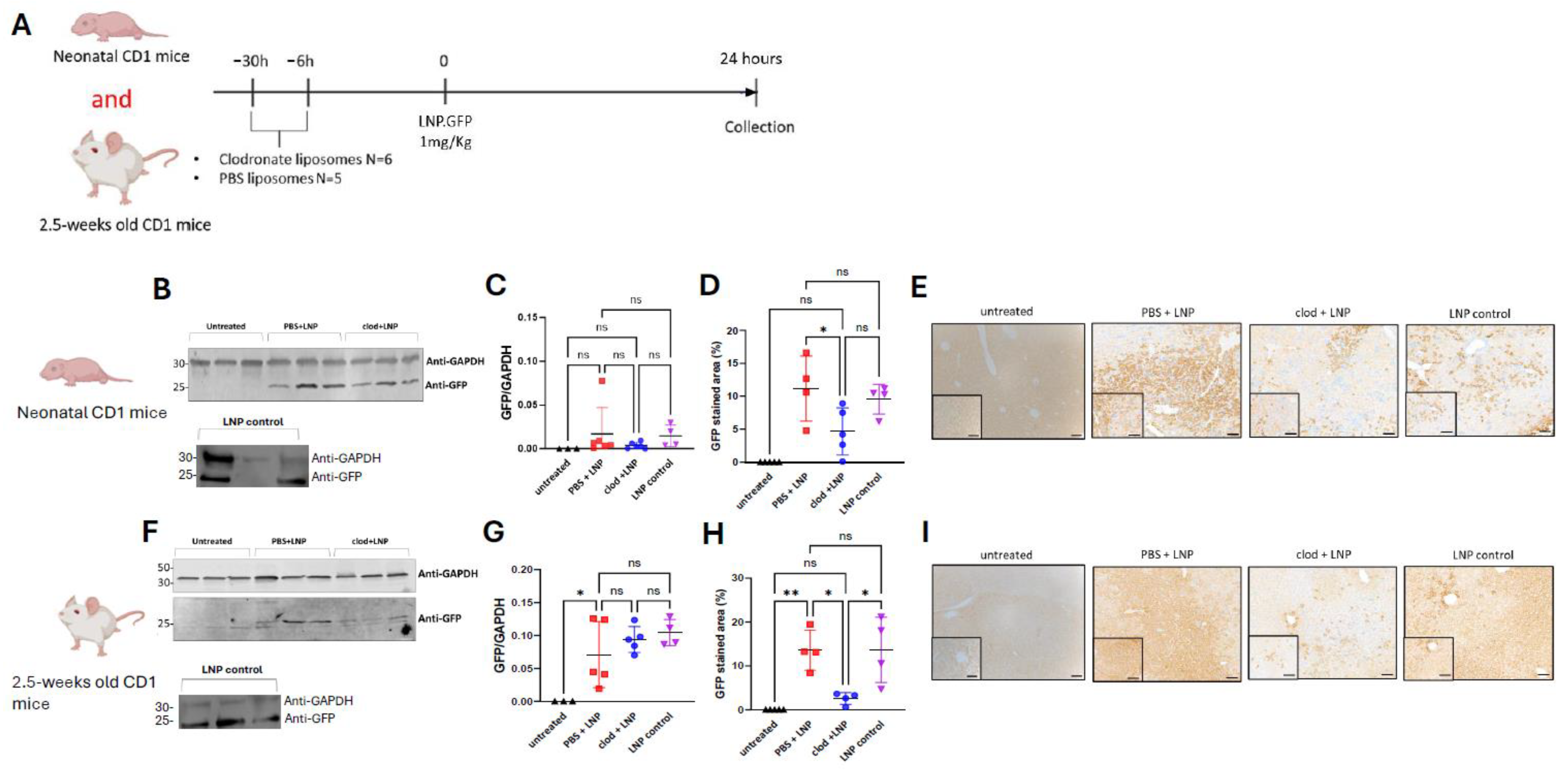 Cells 13 01979 g005 Cells 13 01979 g005