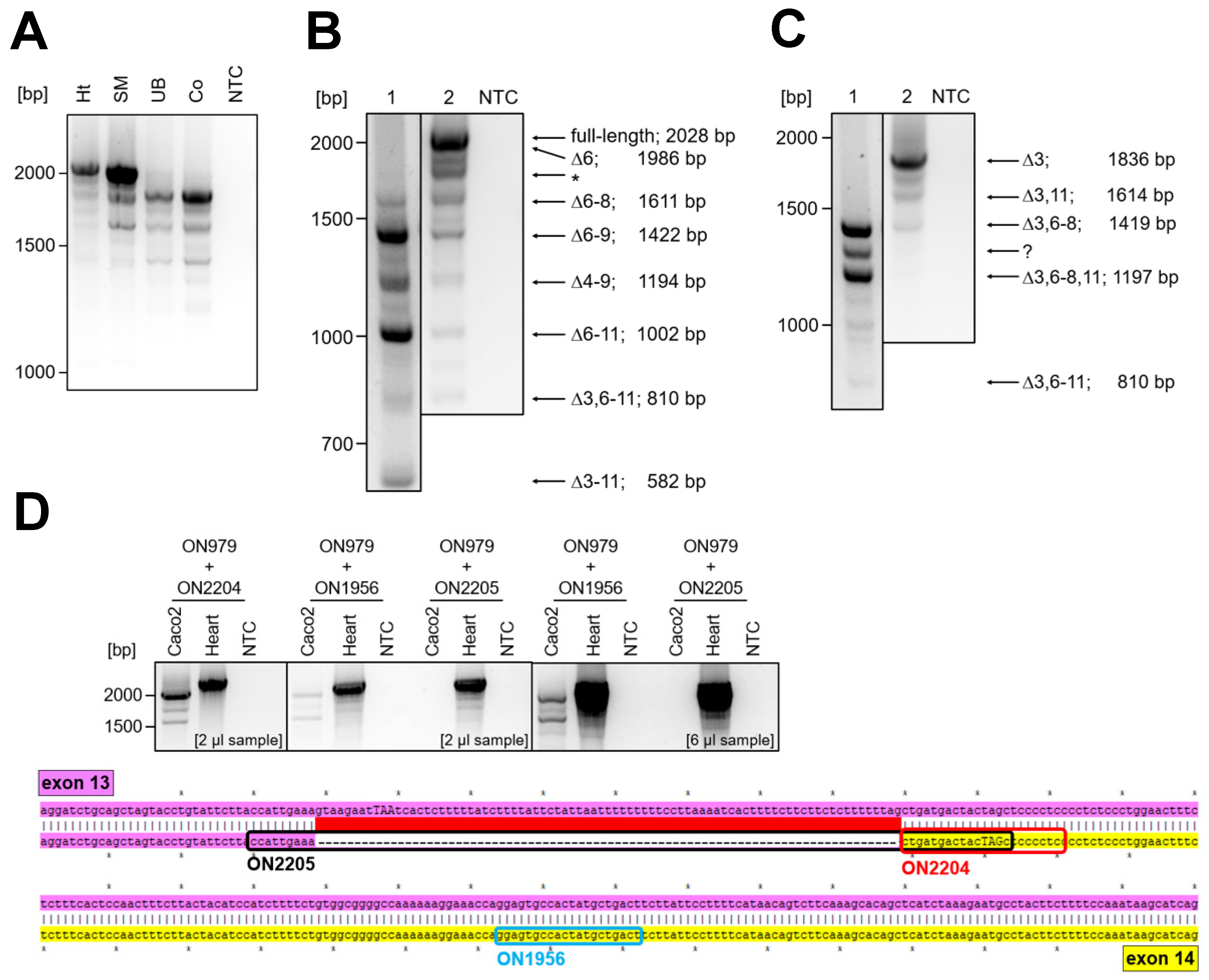 Cells 13 02018 g001a