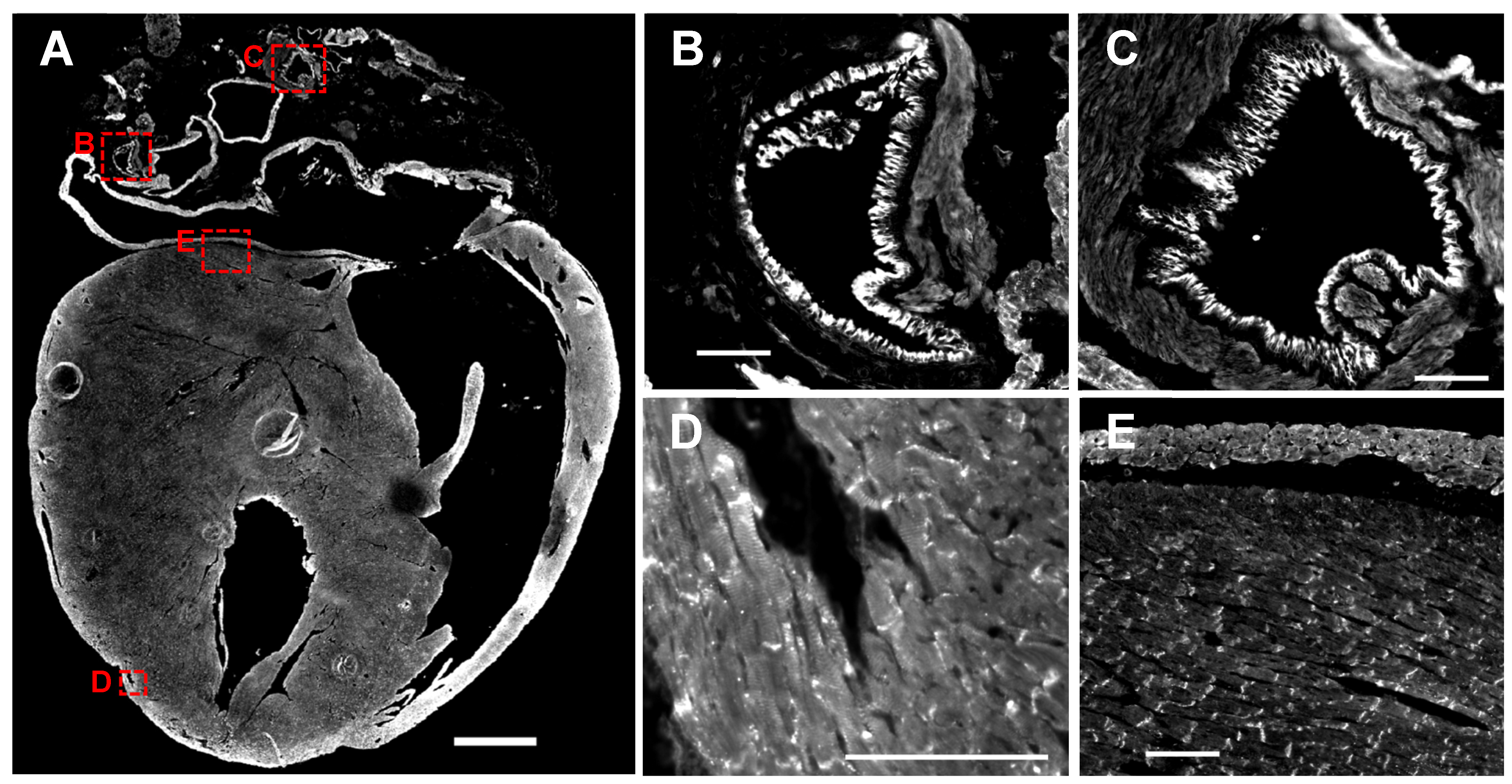 Cells 13 02018 g004a