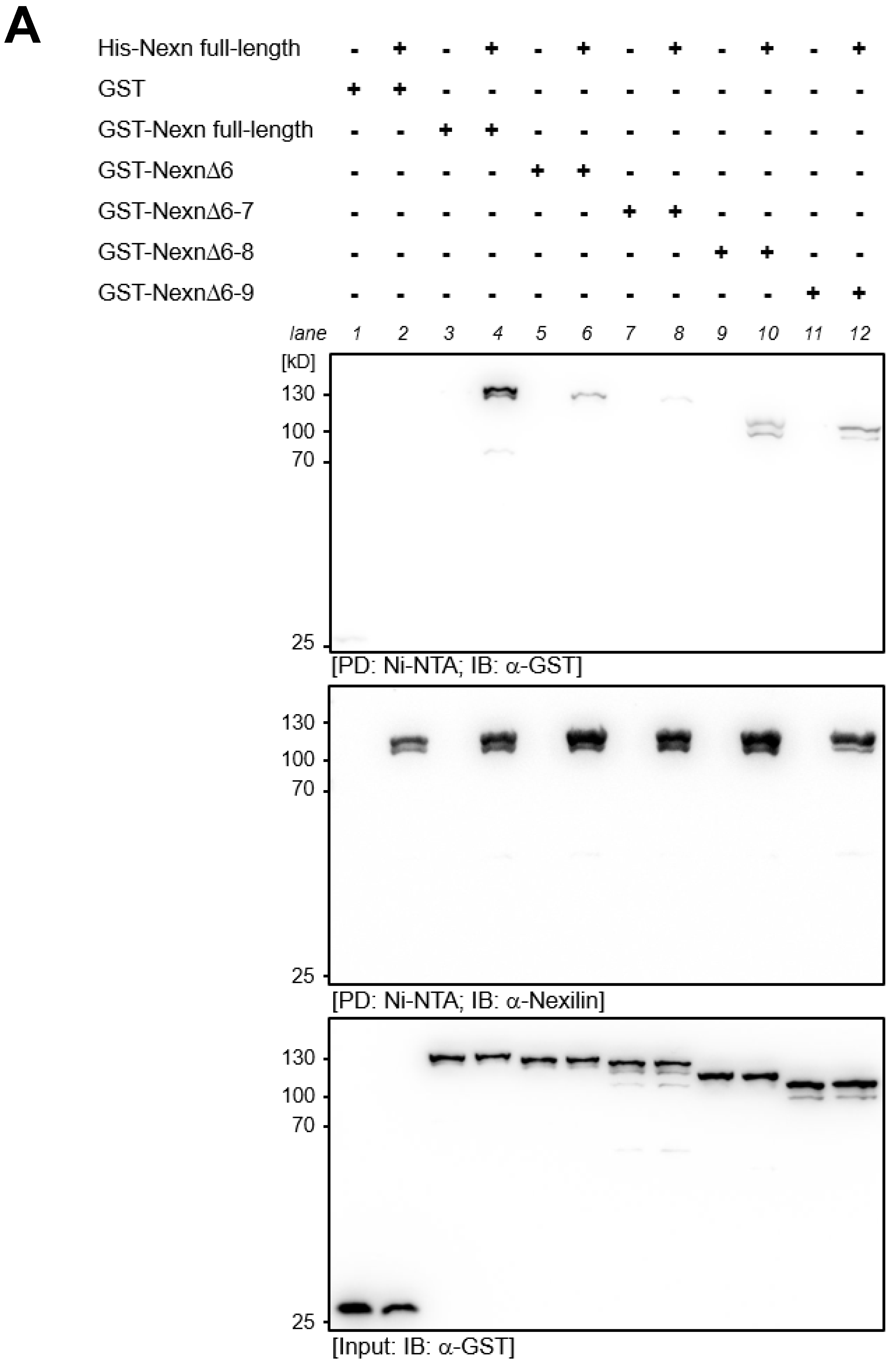 Cells 13 02018 g007a