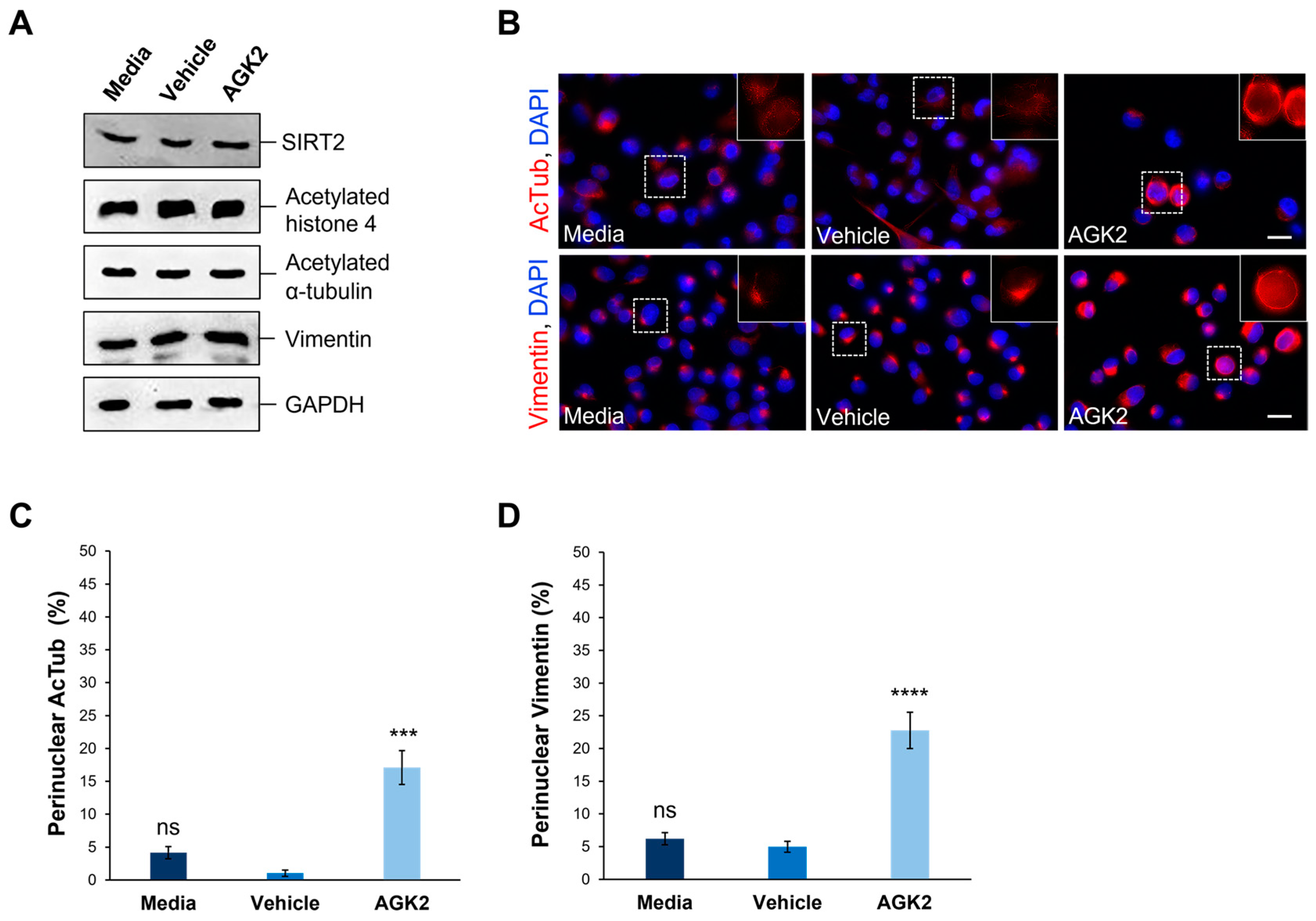 Cells 13 02023 g001 Cells 13 02023 g001