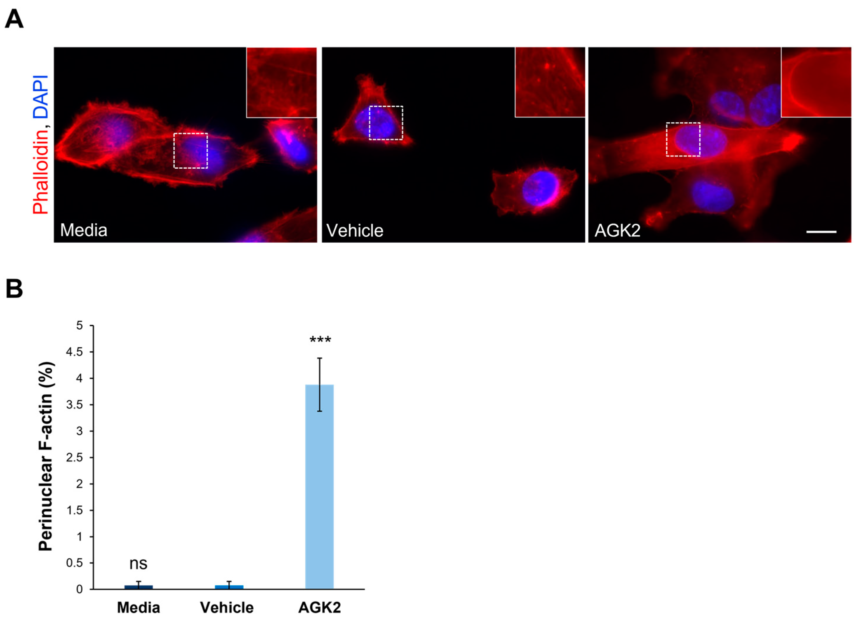 Cells 13 02023 g002 Cells 13 02023 g002