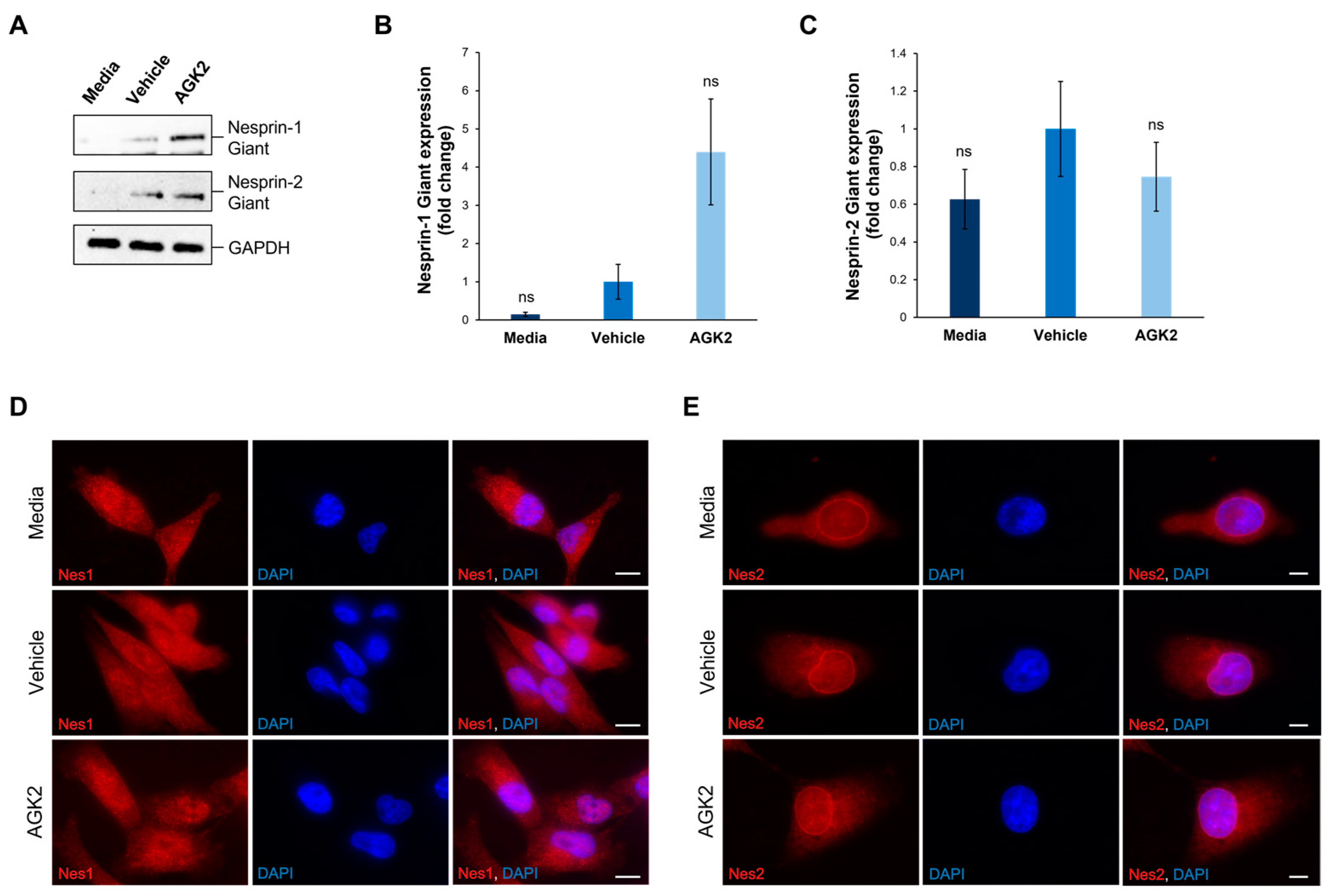Cells 13 02023 g003 Cells 13 02023 g003