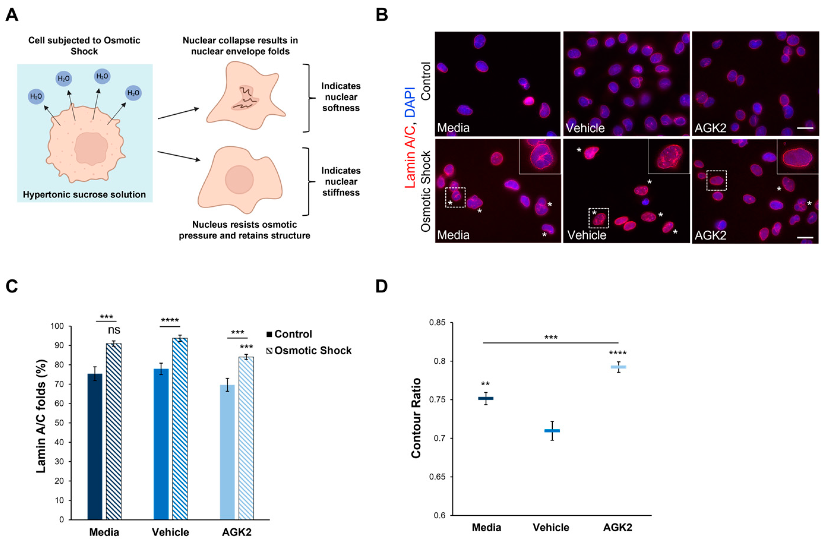 Cells 13 02023 g005 Cells 13 02023 g005