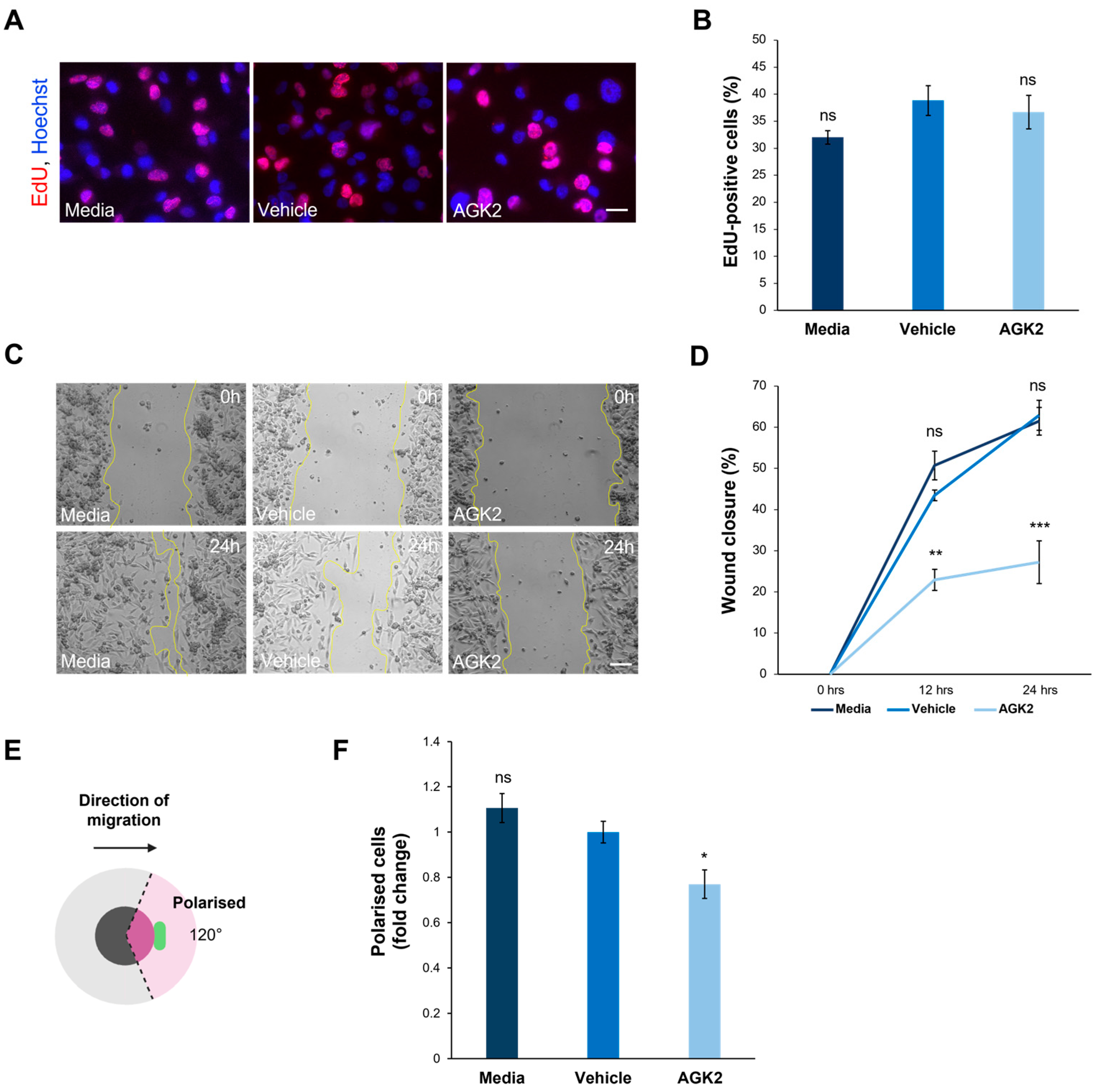 Cells 13 02023 g006 Cells 13 02023 g006