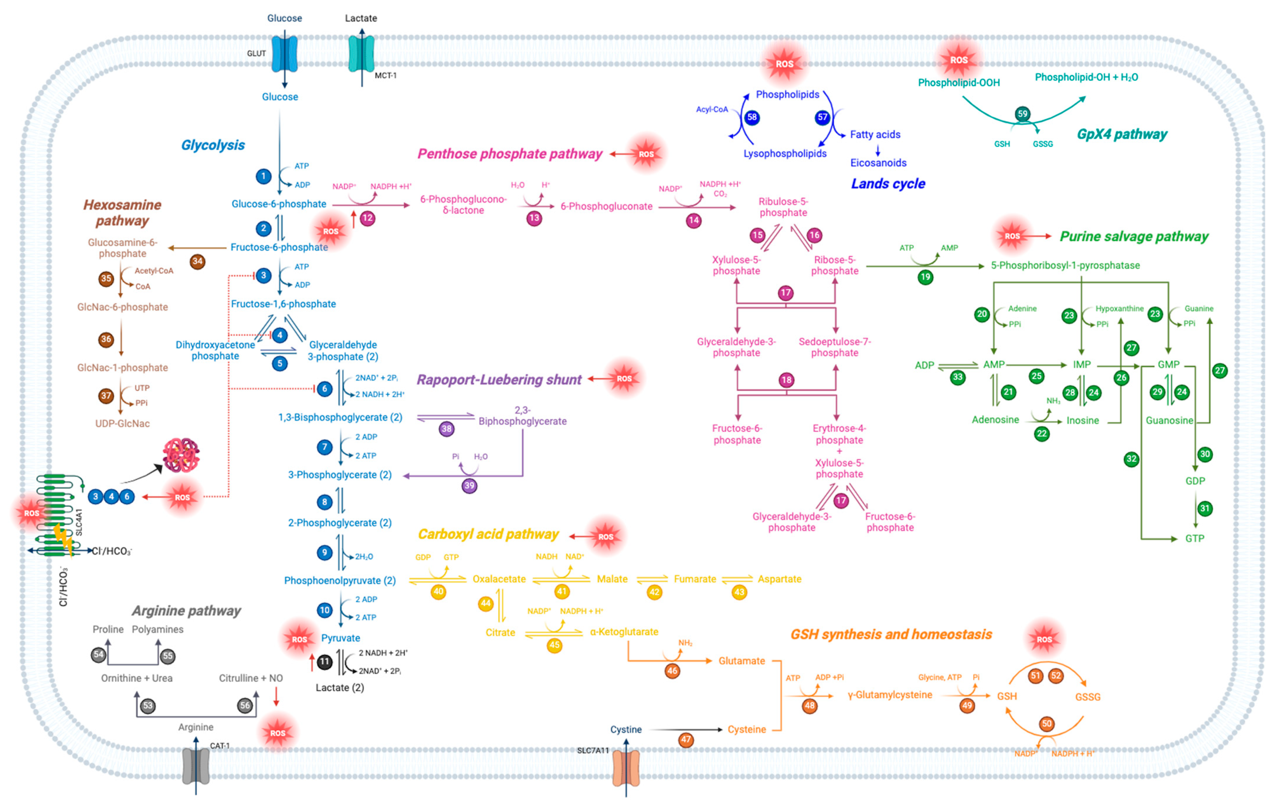 Cells 13 02026 g013a