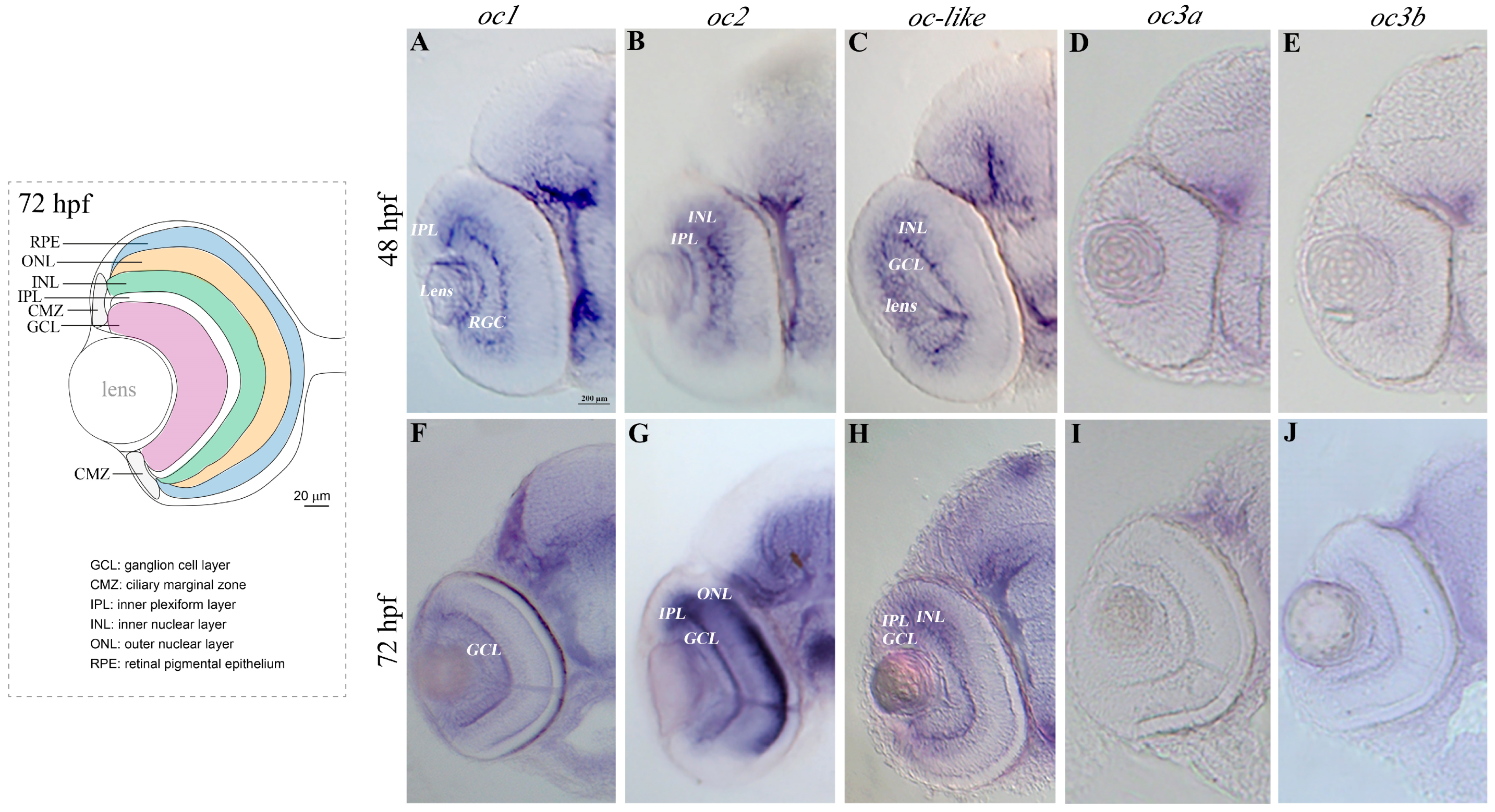 Cells 13 02071 g002