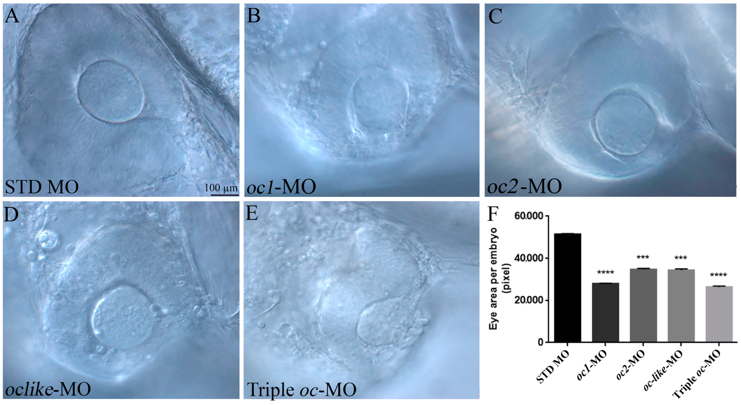 Cells 13 02071 g003