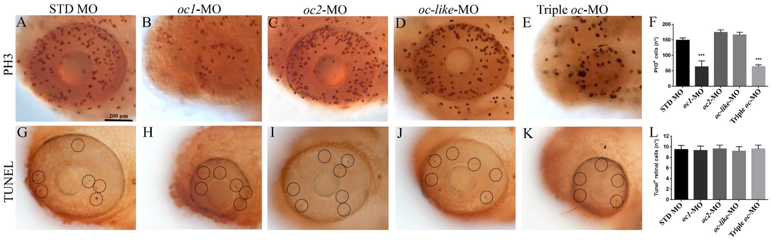 Cells 13 02071 g004