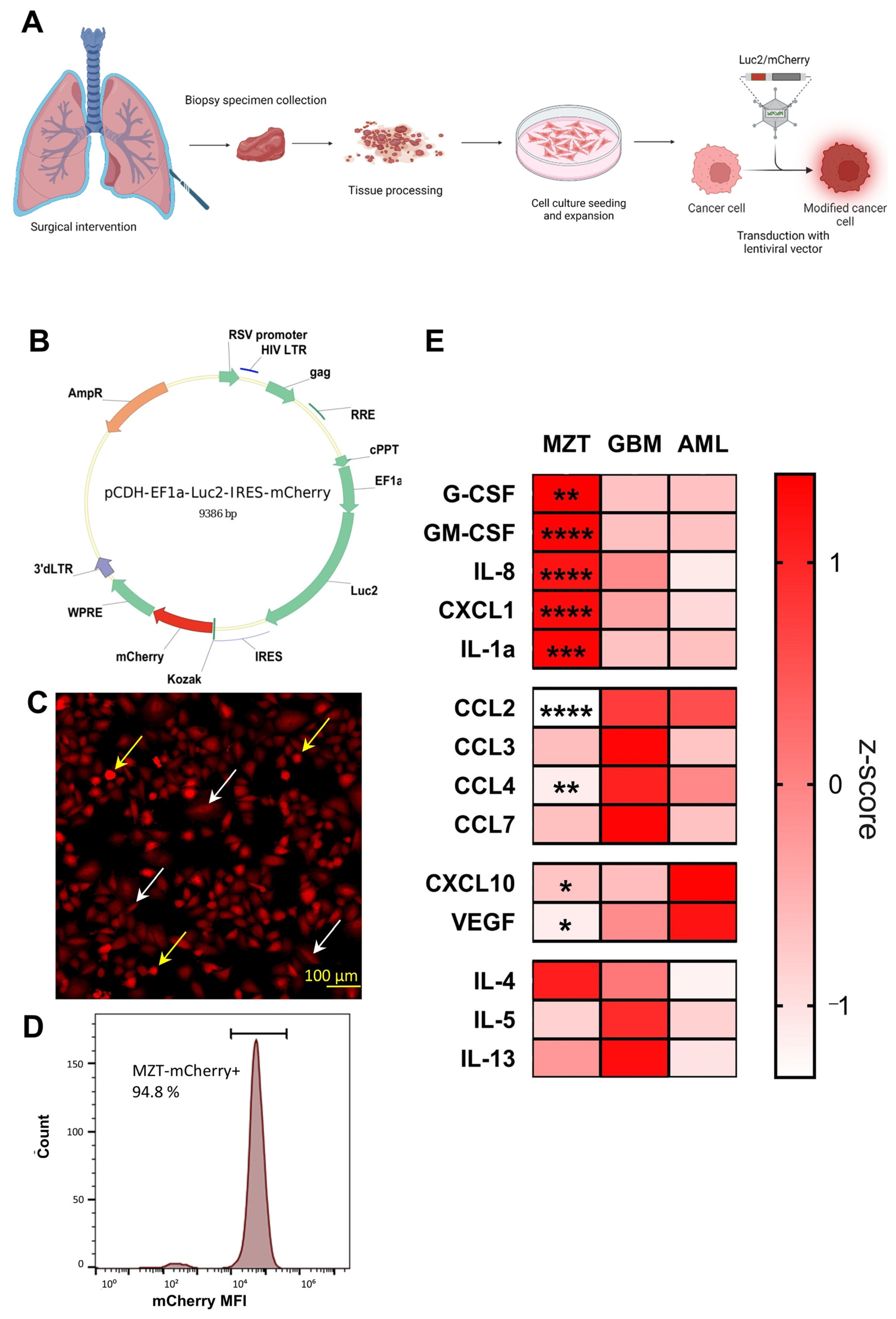 Cells 13 02135 g001 Cells 13 02135 g001