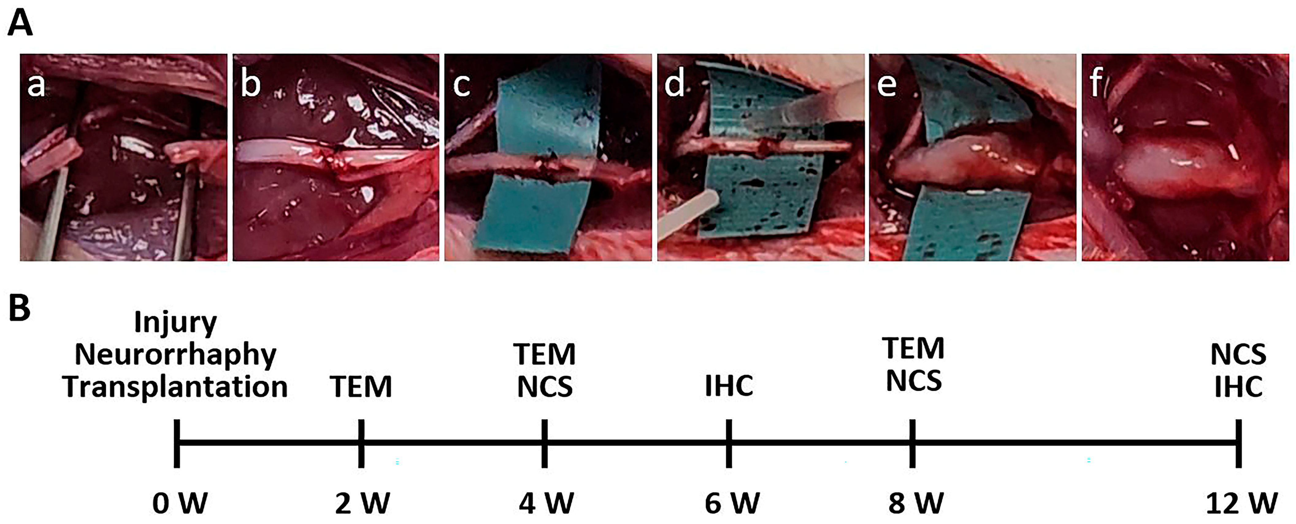 Cells 13 02137 sch001