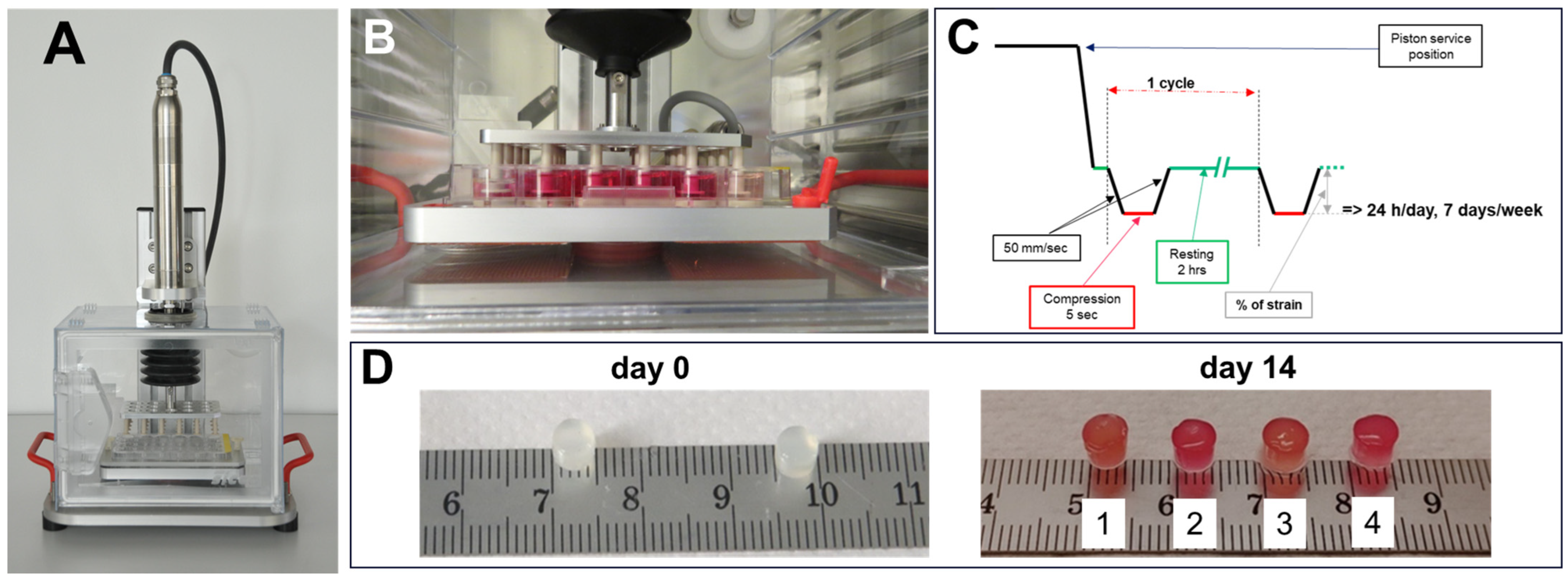 Cells 14 00025 g001 Cells 14 00025 g001