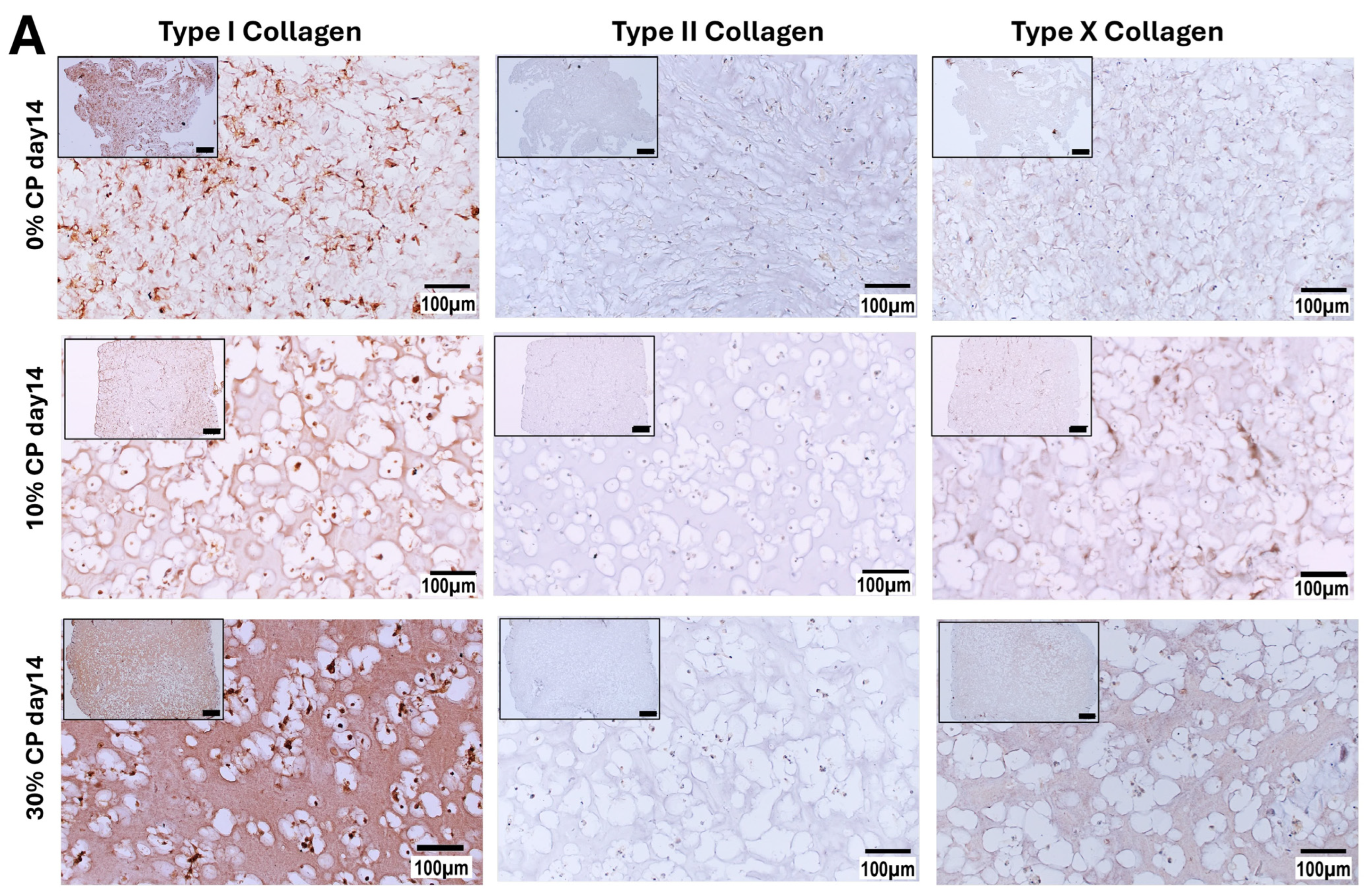 Cells 14 00025 g006a Cells 14 00025 g006a