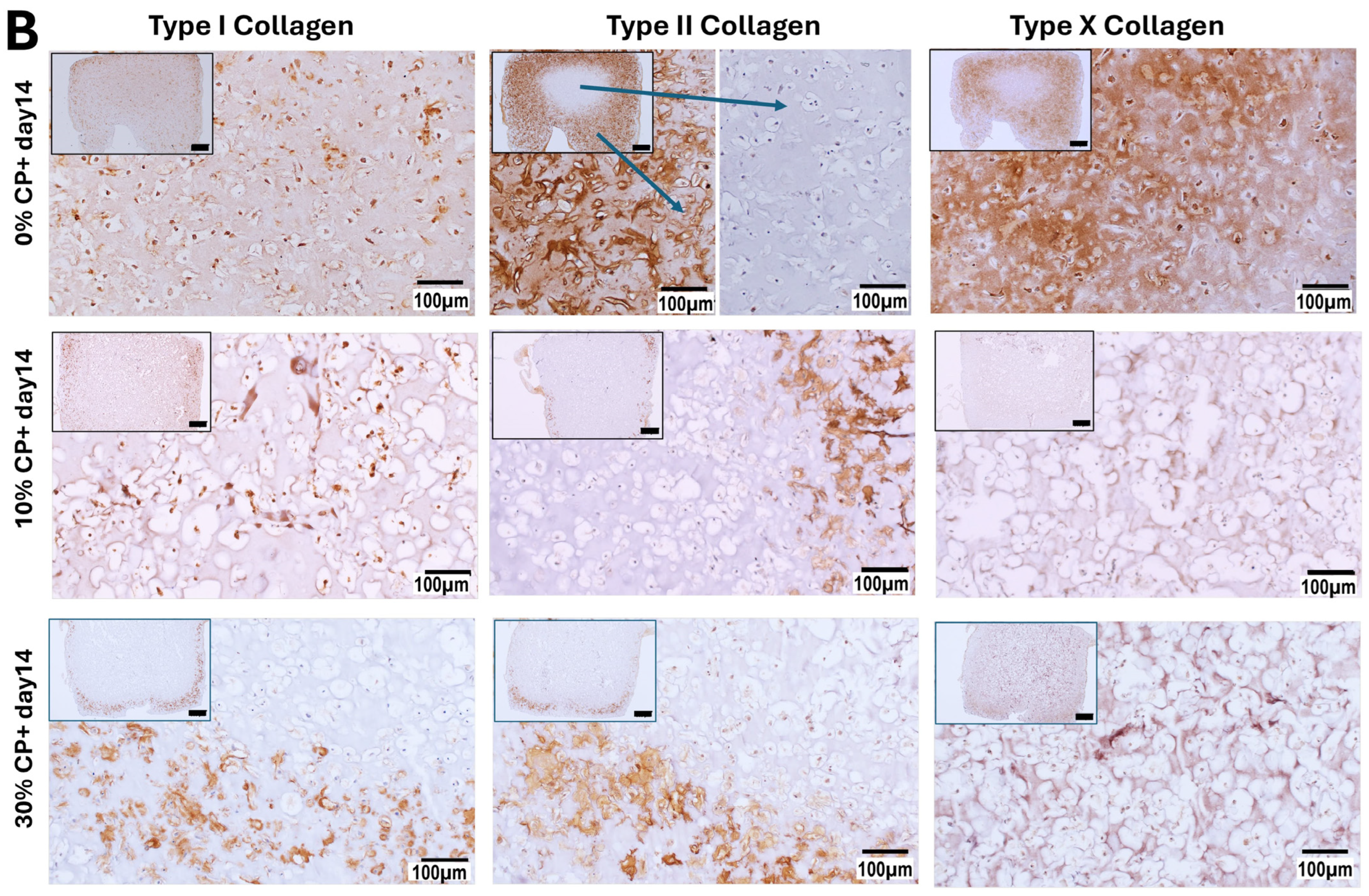 Cells 14 00025 g006b Cells 14 00025 g006b