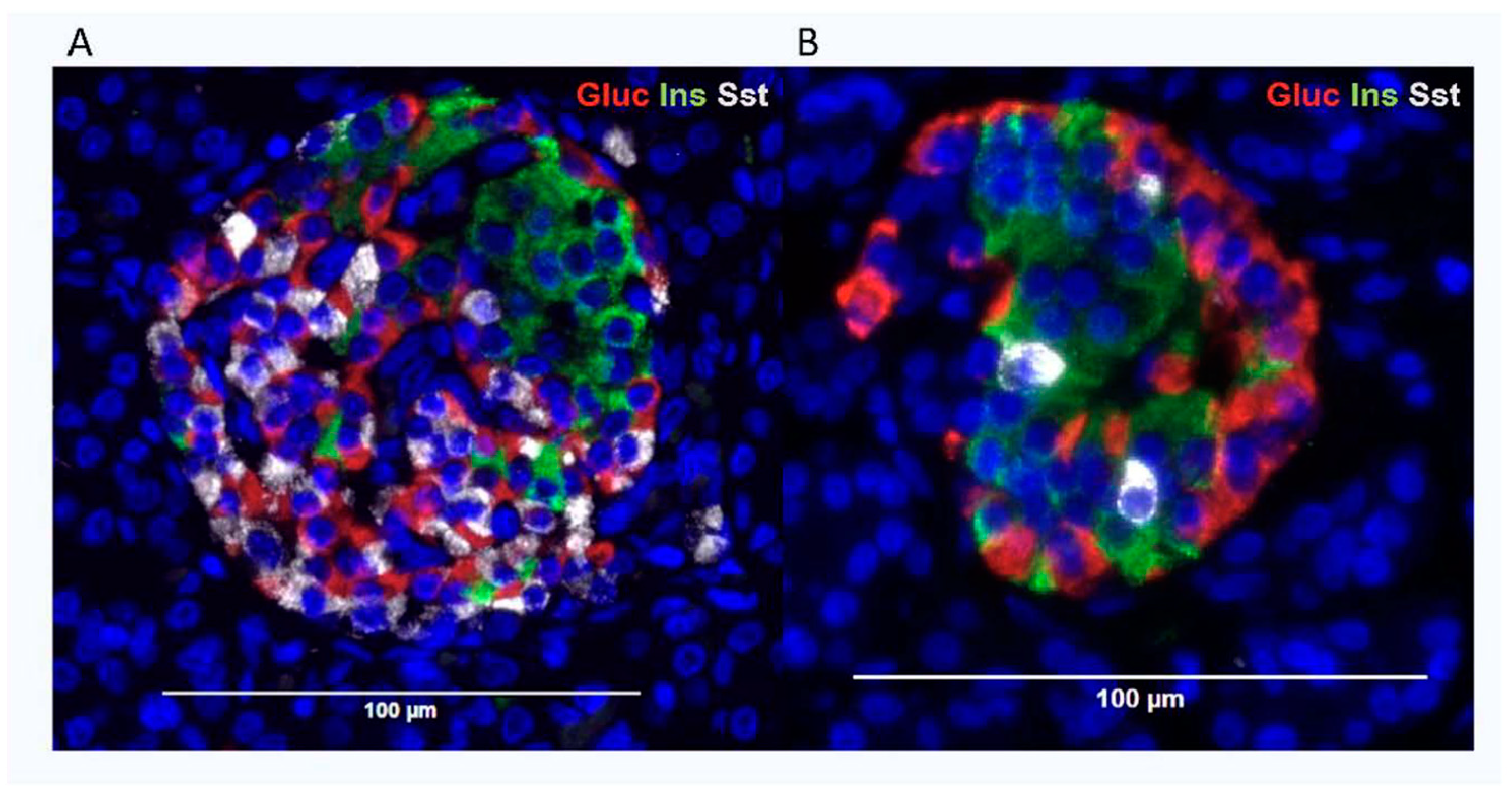 Cells 14 00034 g001 Cells 14 00034 g001