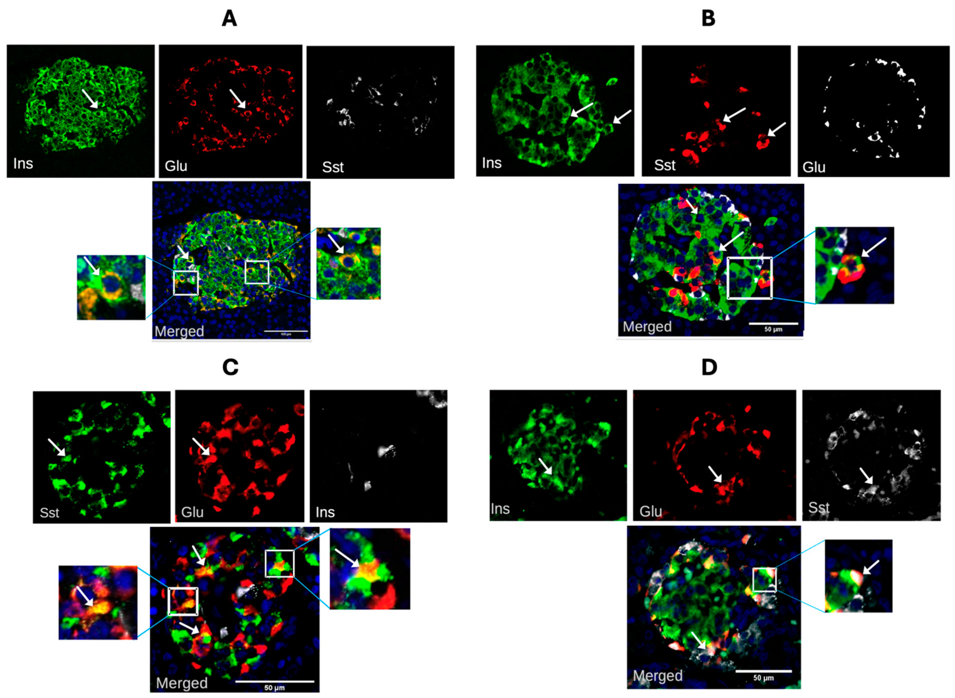 Cells 14 00034 g003 Cells 14 00034 g003