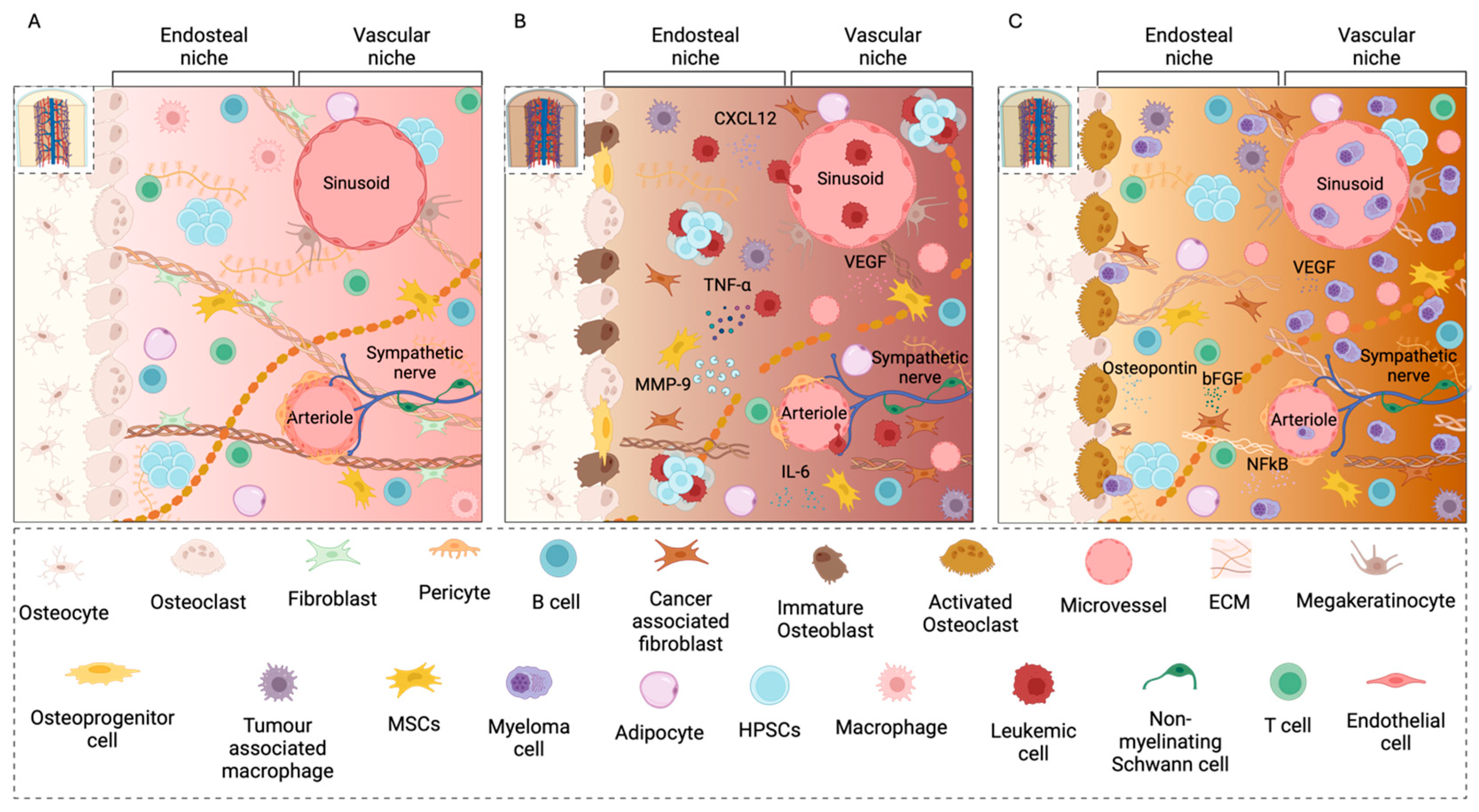 Cells 14 00038 g001