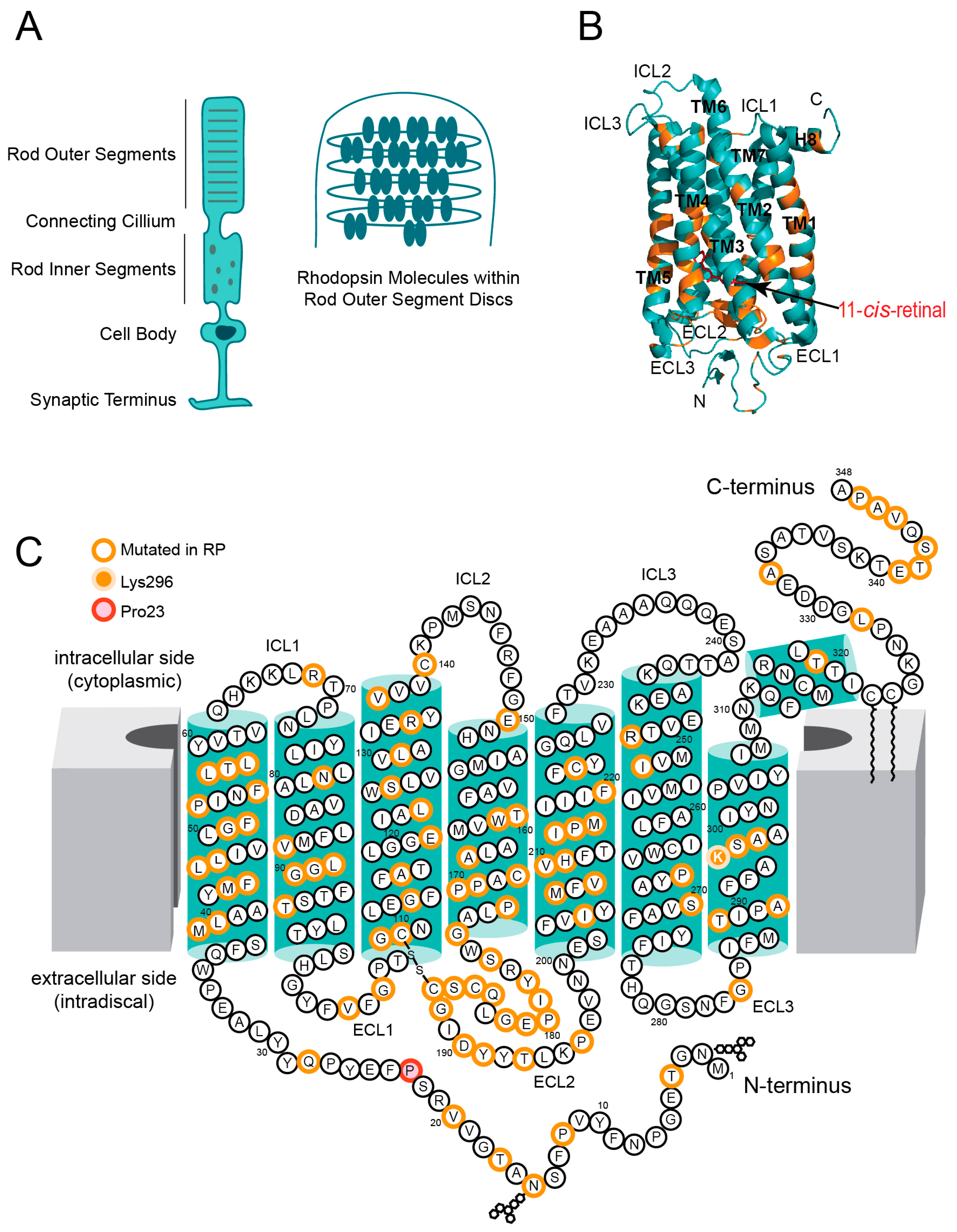 Cells 14 00049 g001 Cells 14 00049 g001
